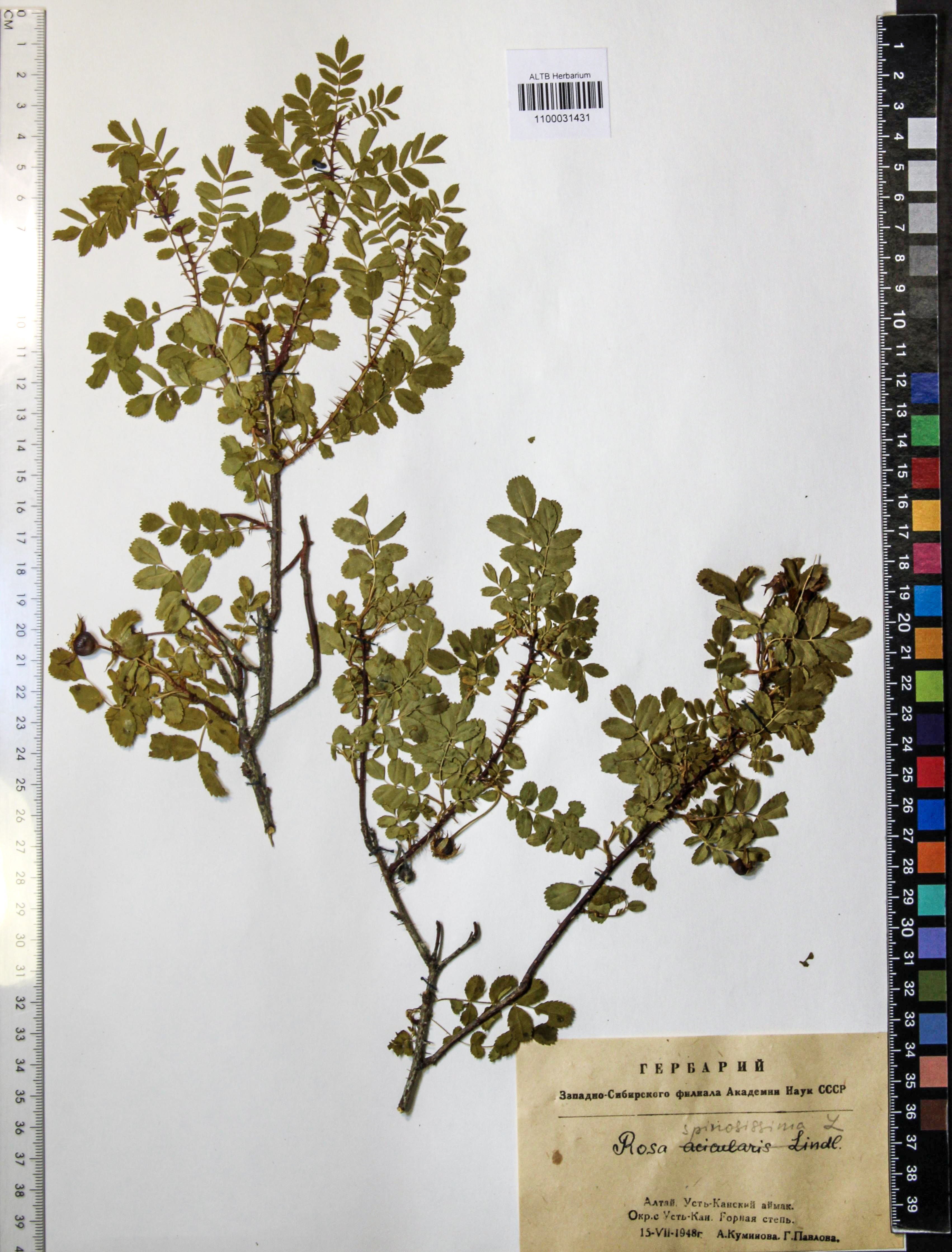 Rosa spinosissima L.