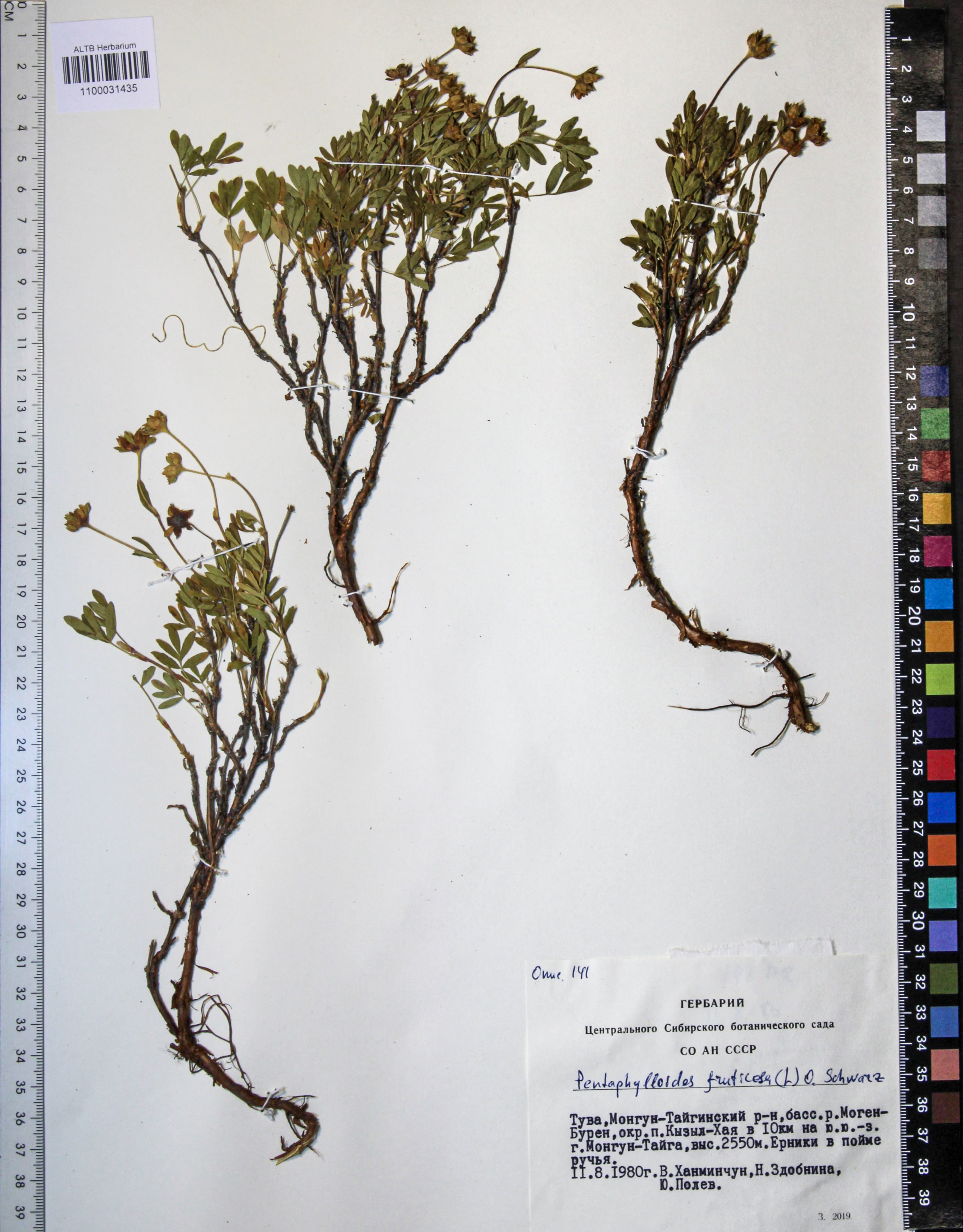 Pentaphylloides fruticosa (L.) О. Schwarz
