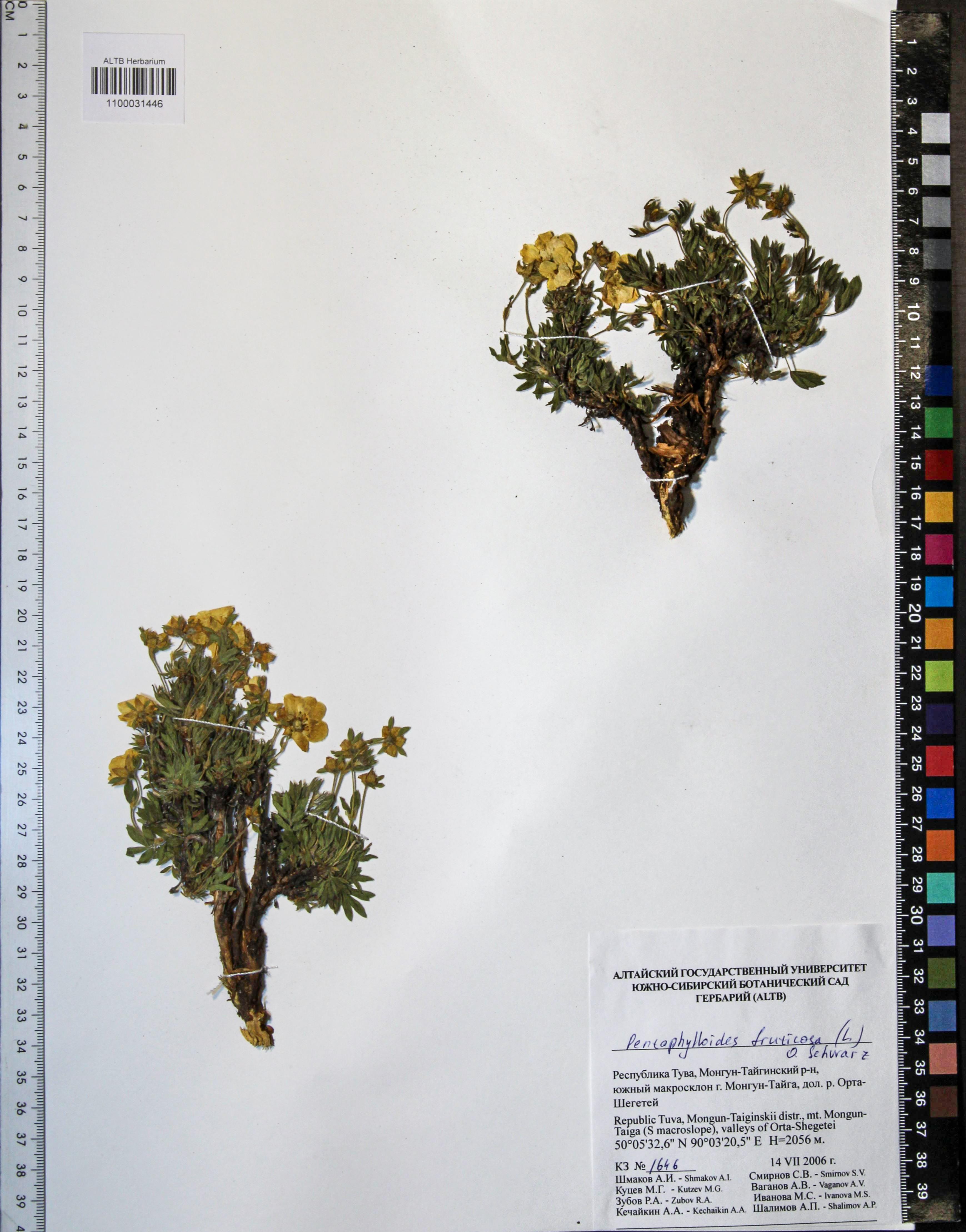 Pentaphylloides fruticosa (L.) О. Schwarz