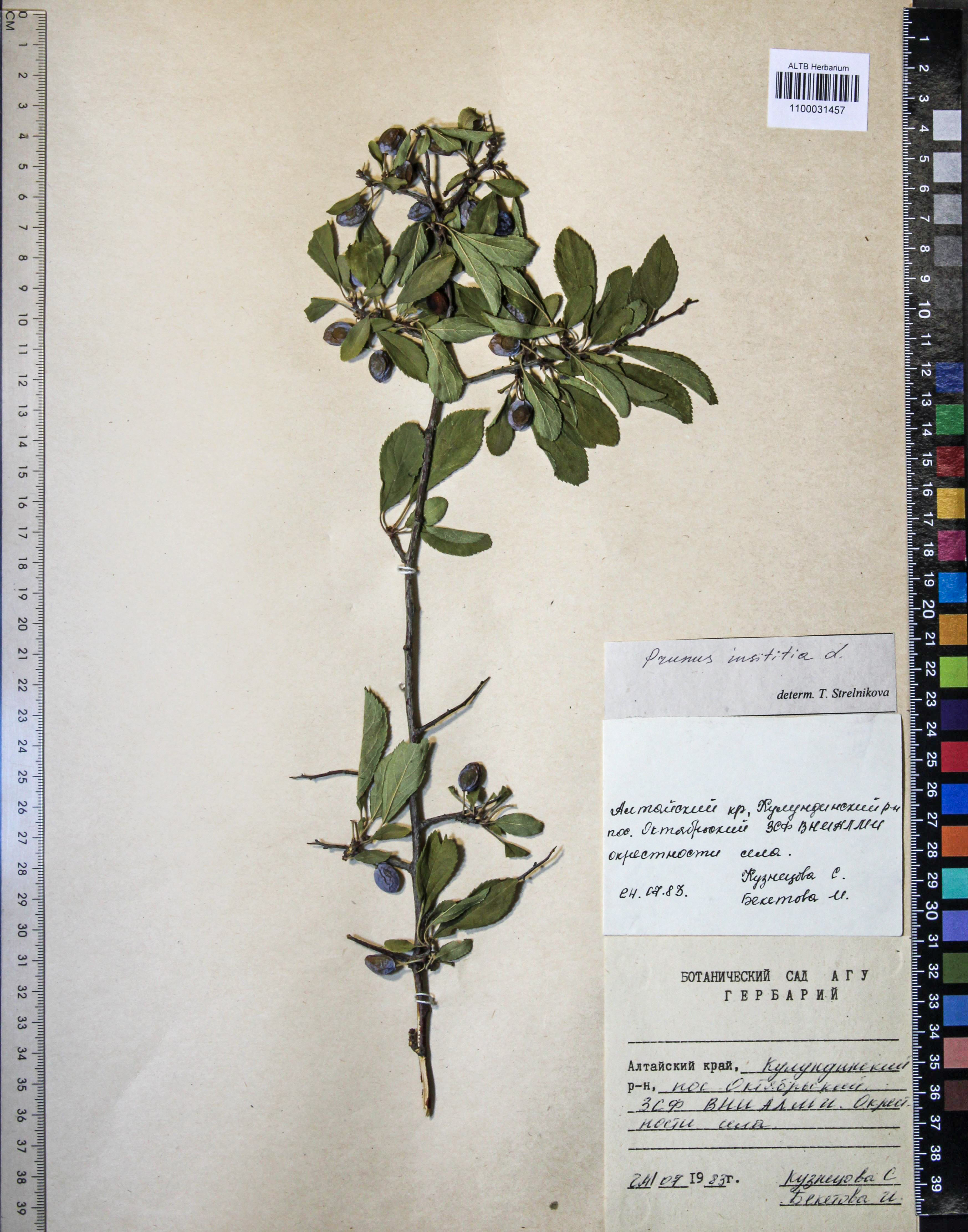 Prunus insititia L.