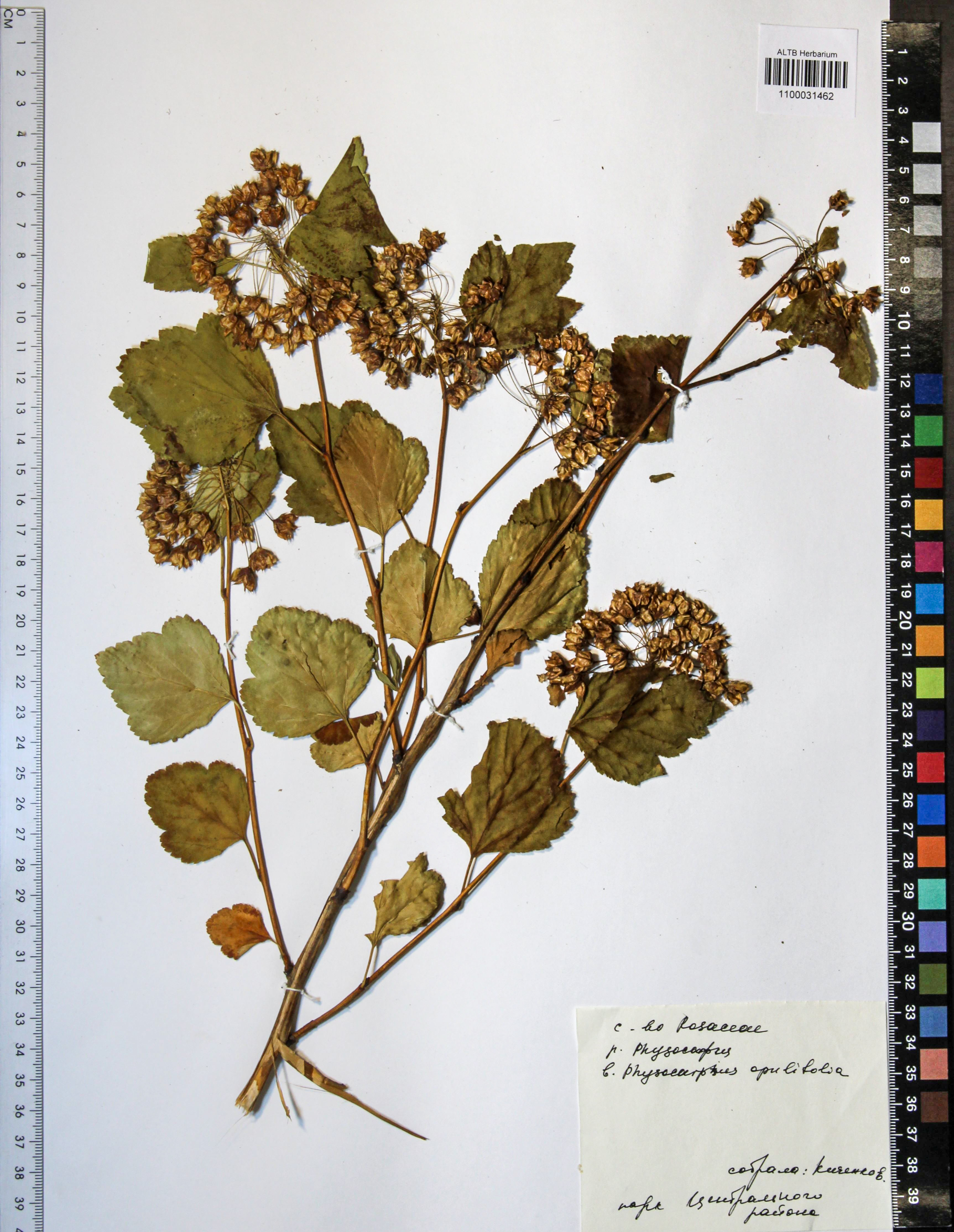 Physocarpus opulifolius (L.)