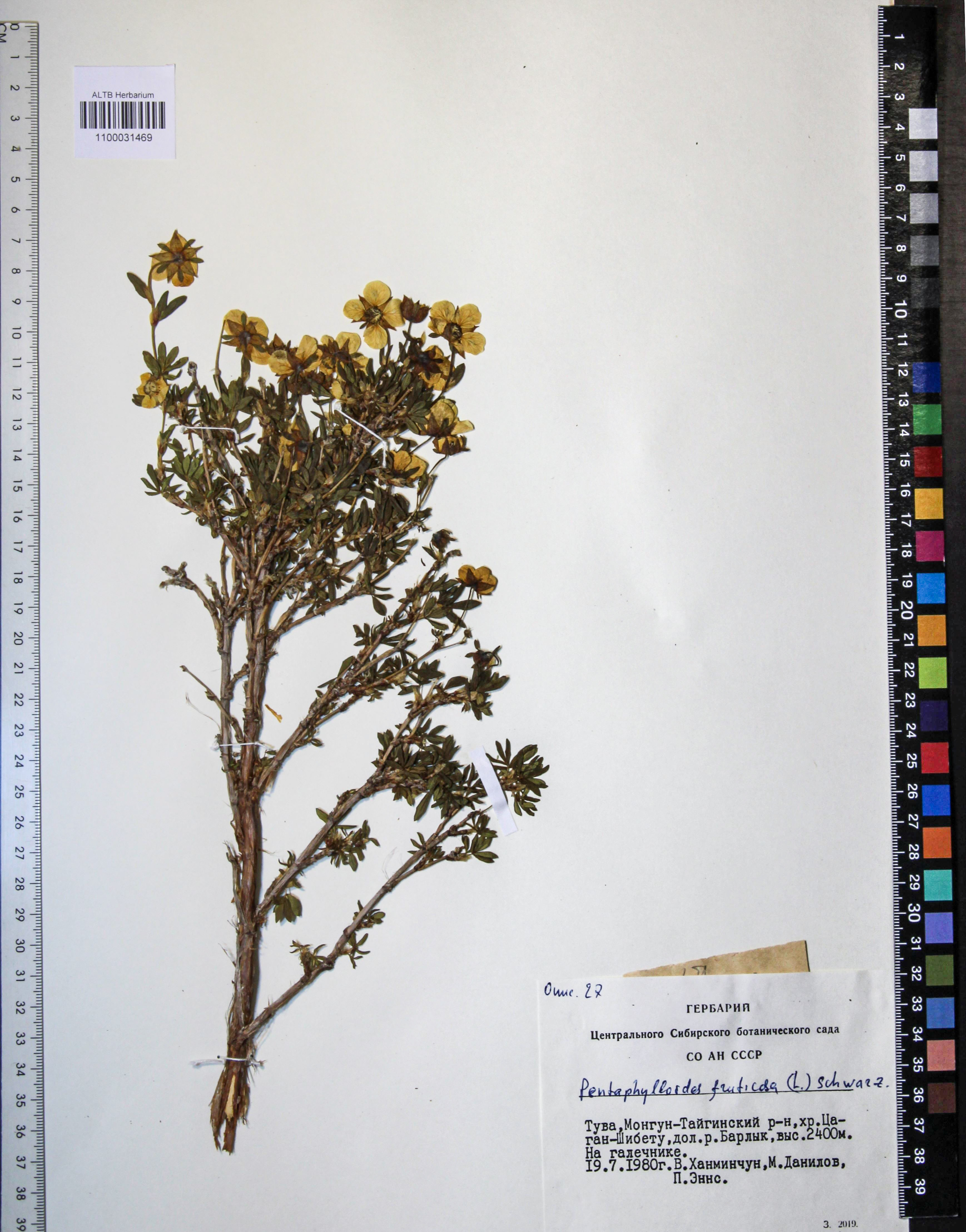 Pentaphylloides fruticosa (L.) О. Schwarz