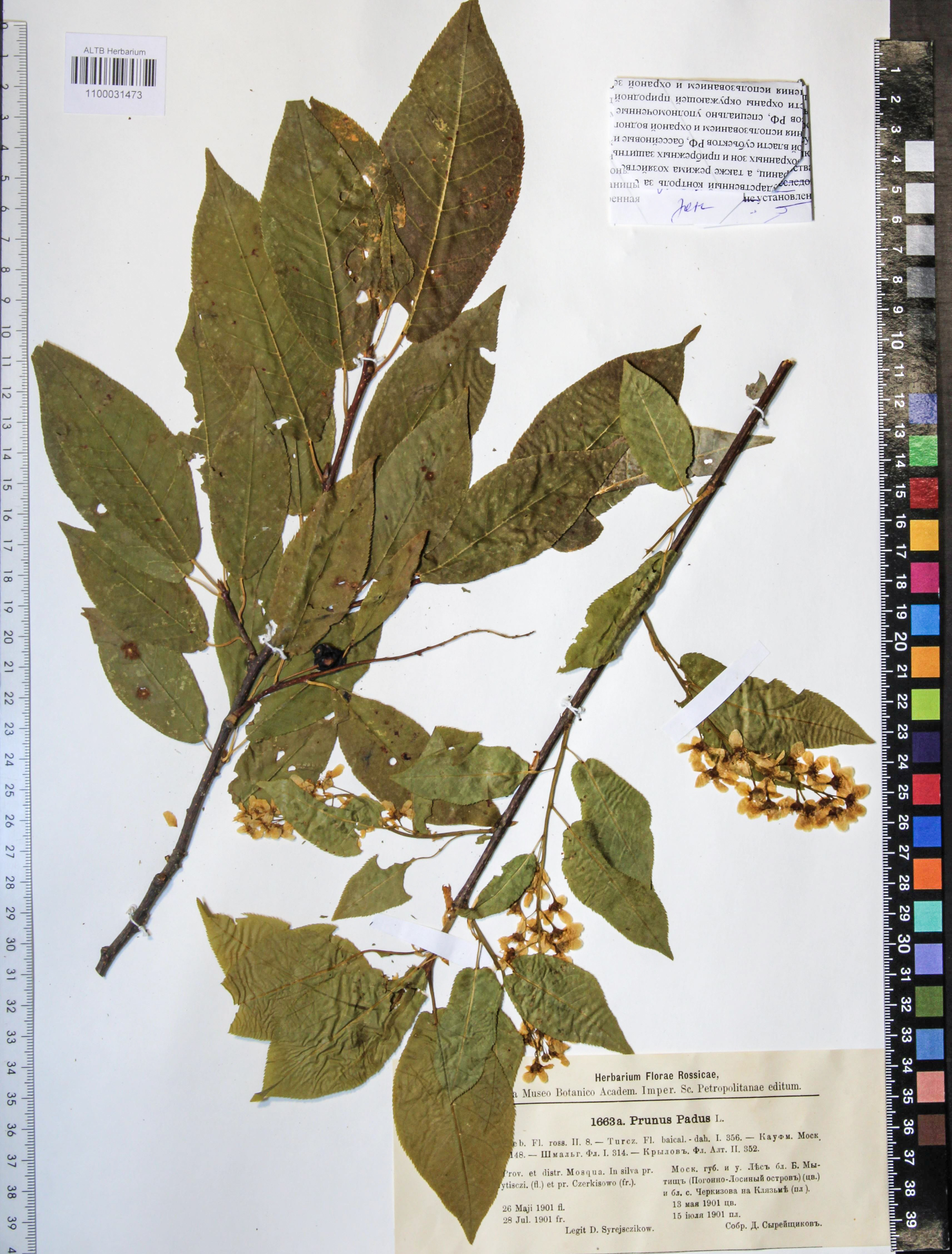 Prunus padus L.
