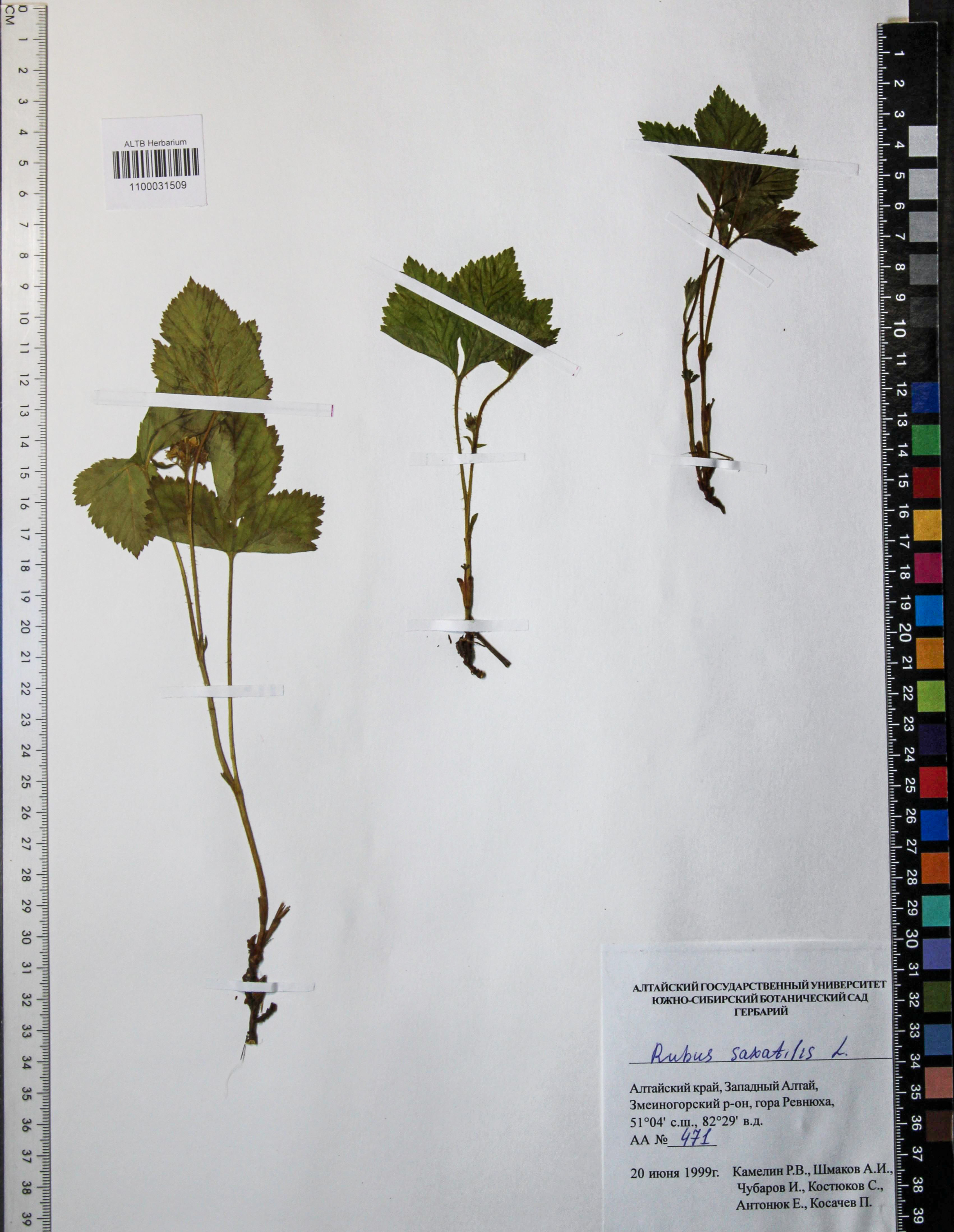 Rubus saxatilis L.