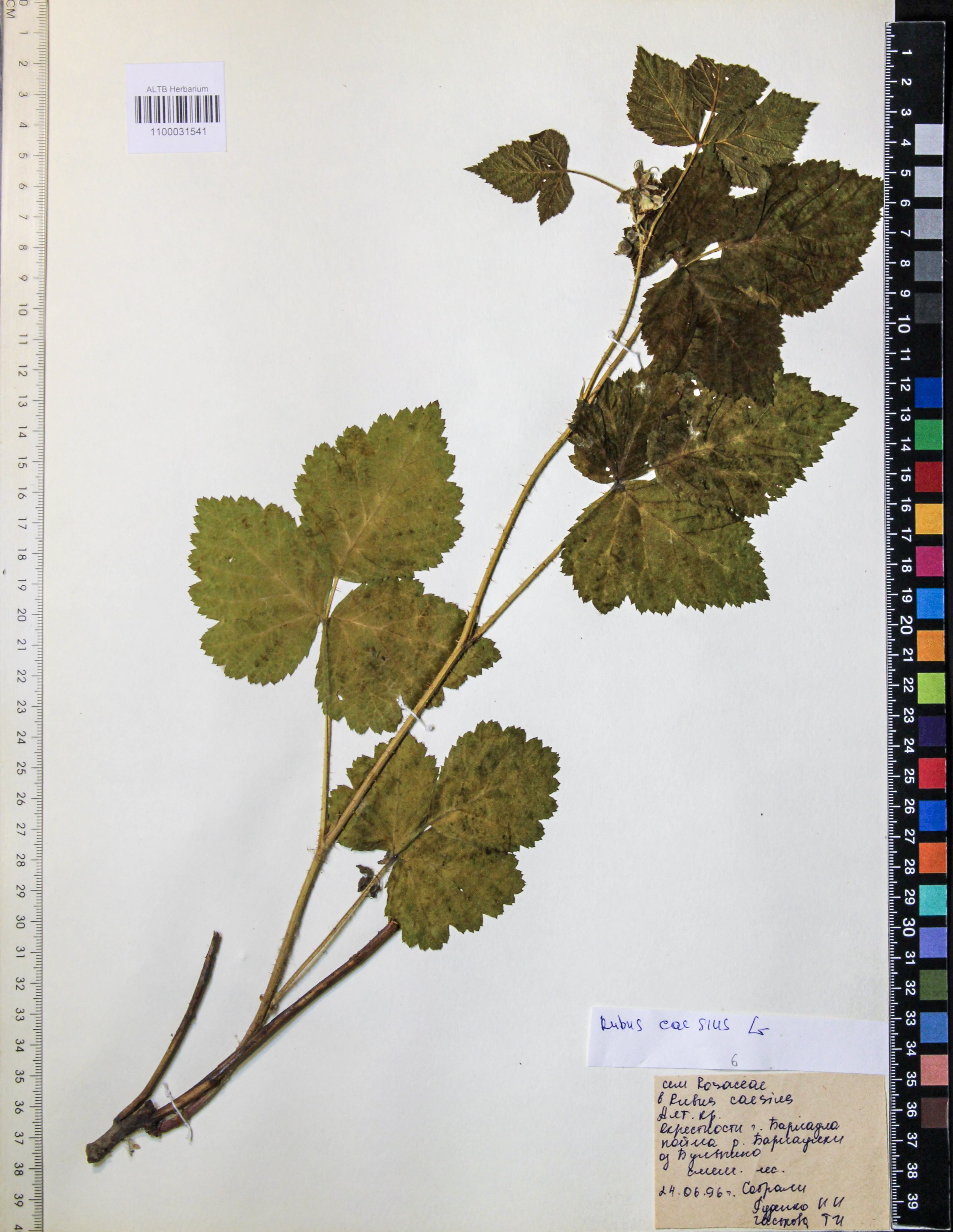Rubus caesius L.