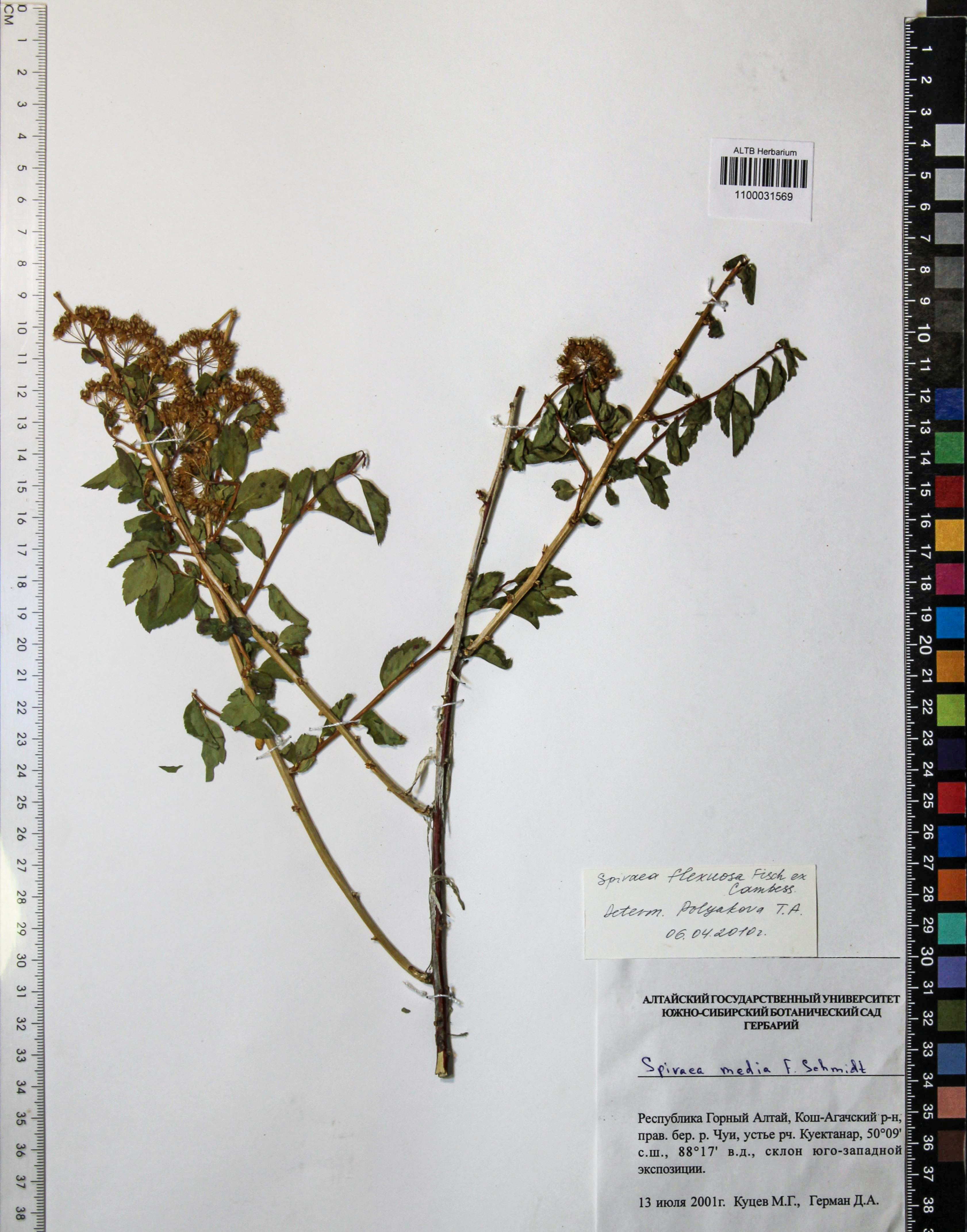 Spiraea flexuosa Fisch. ex Cambess