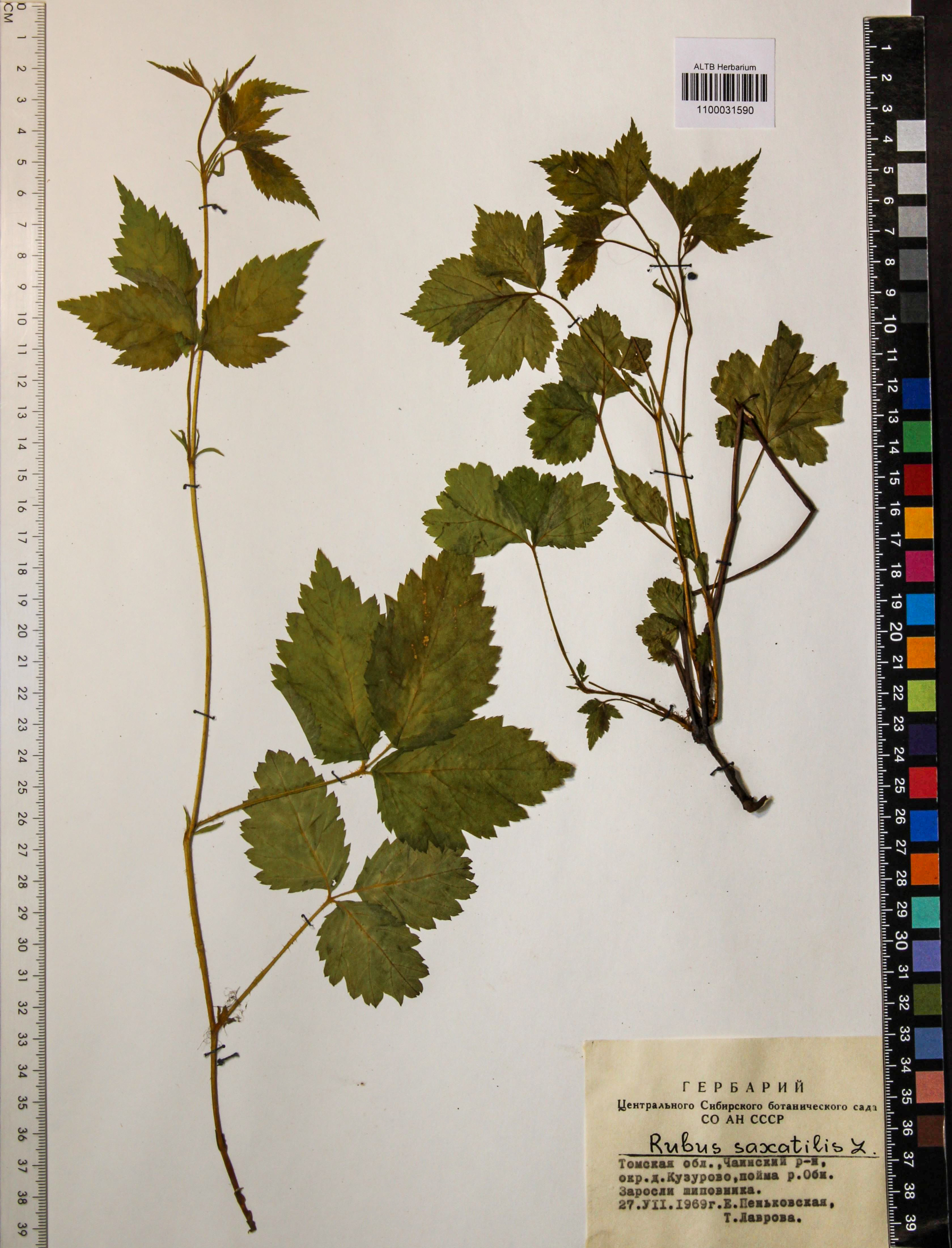 Rubus saxatilis L.