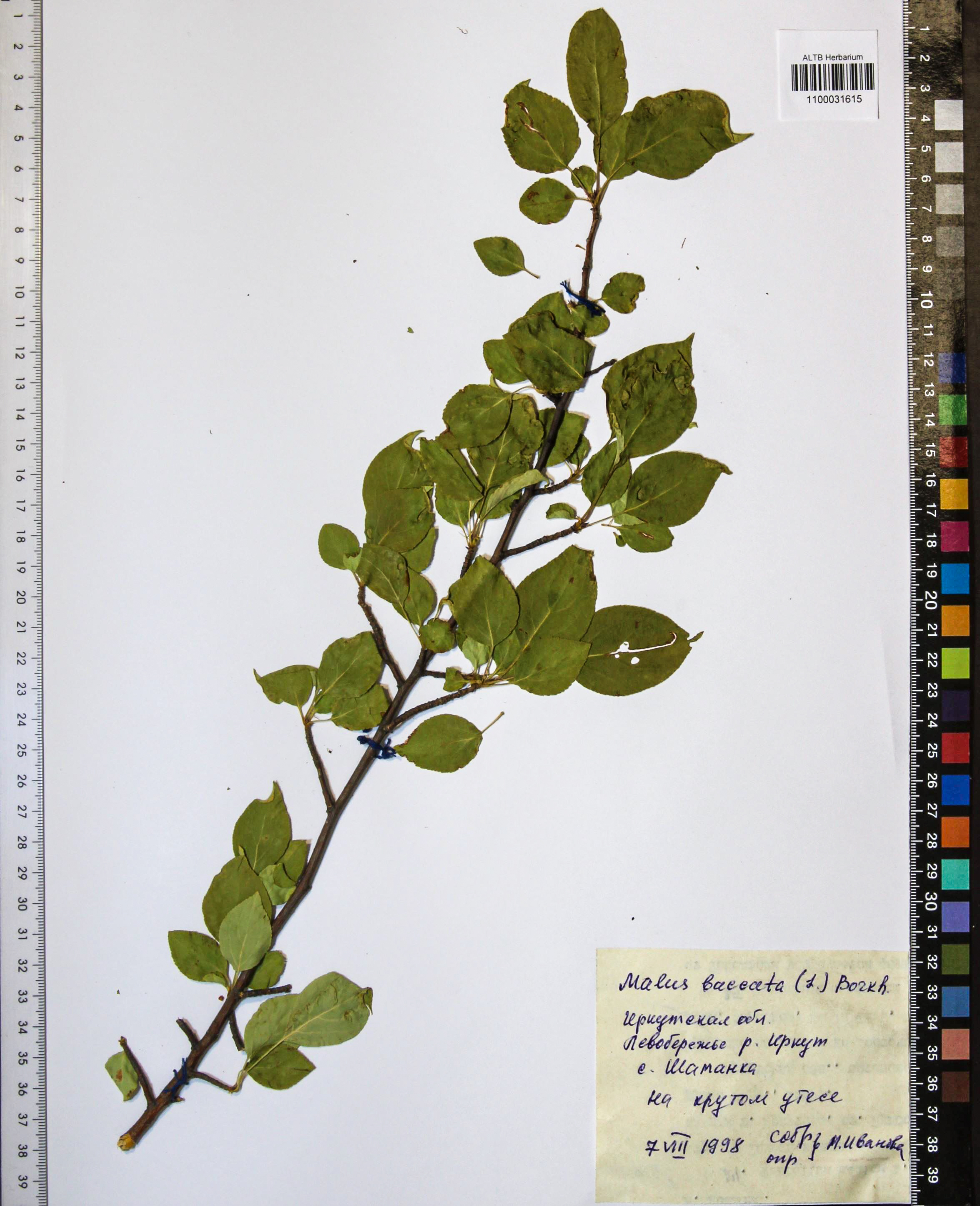 Malus baccata (L.) Borkh