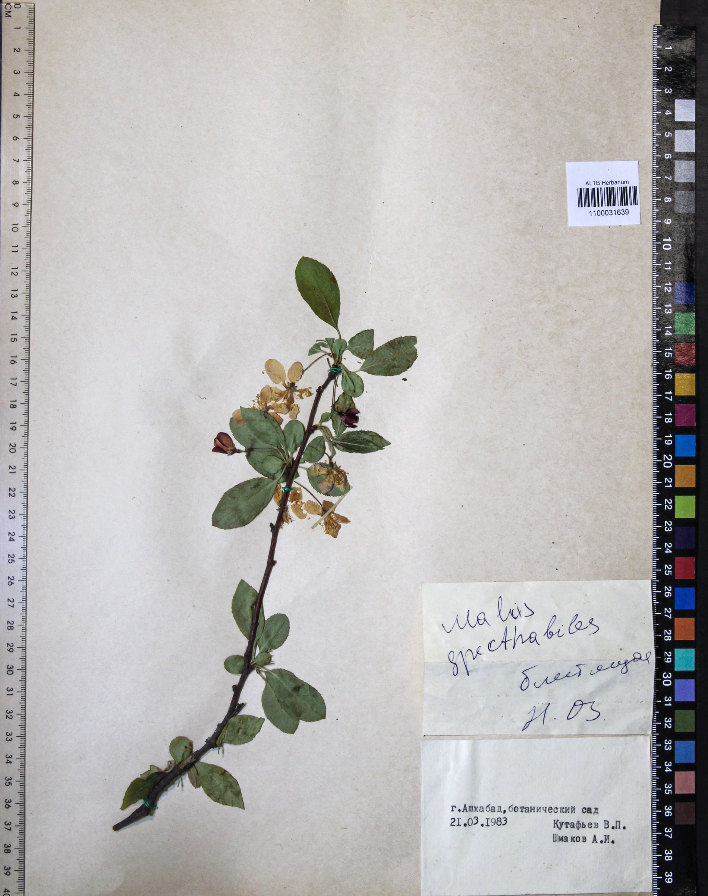 Malus spectabilis (Aiton) Borkh.