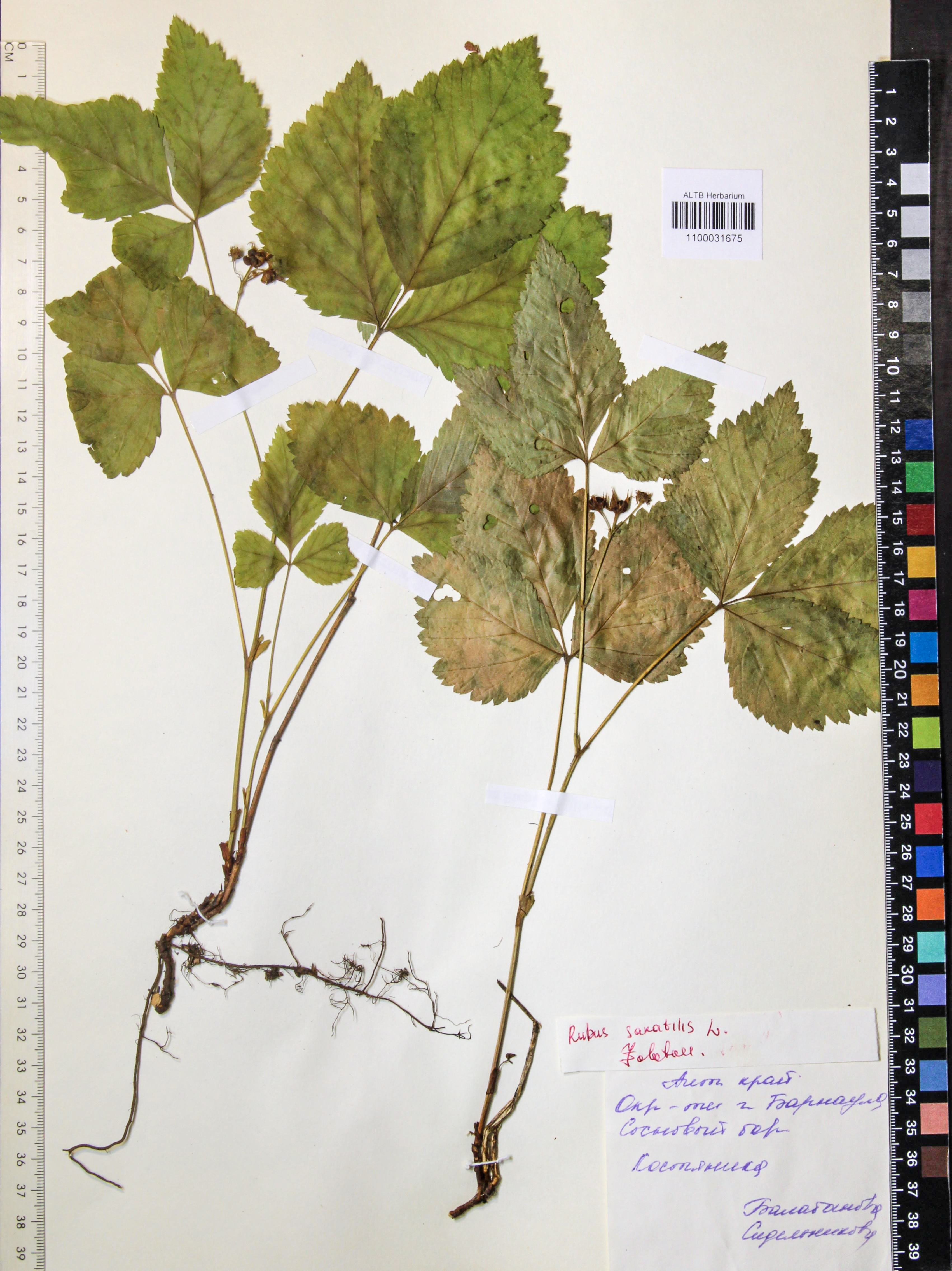 Rubus saxatilis L.