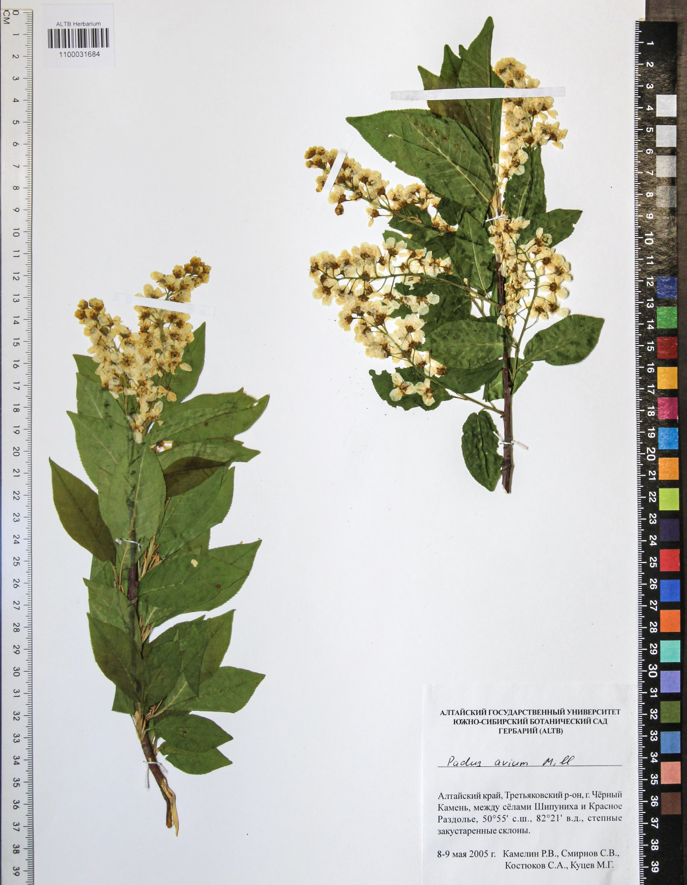 Prunus padus L.