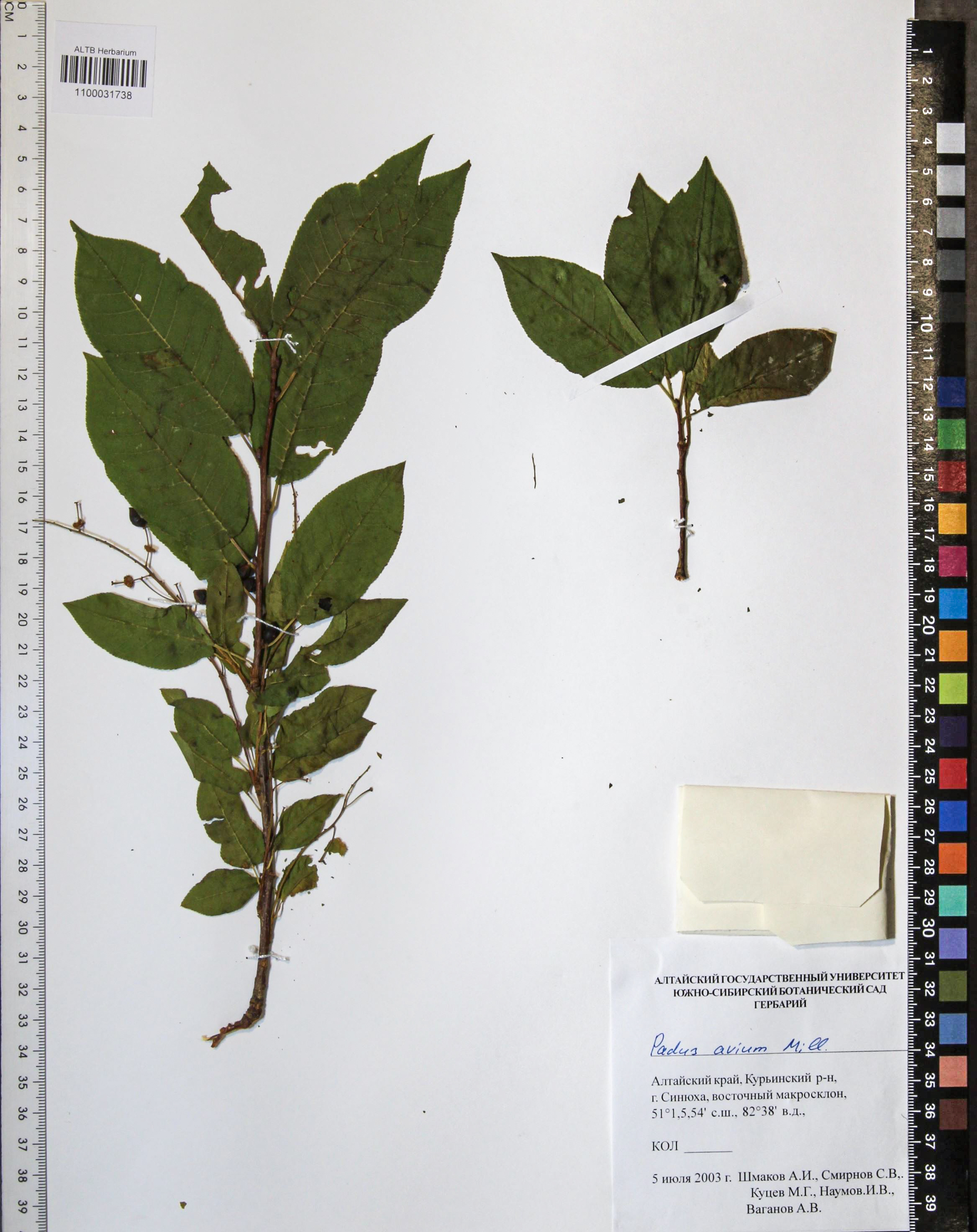 Prunus padus L.
