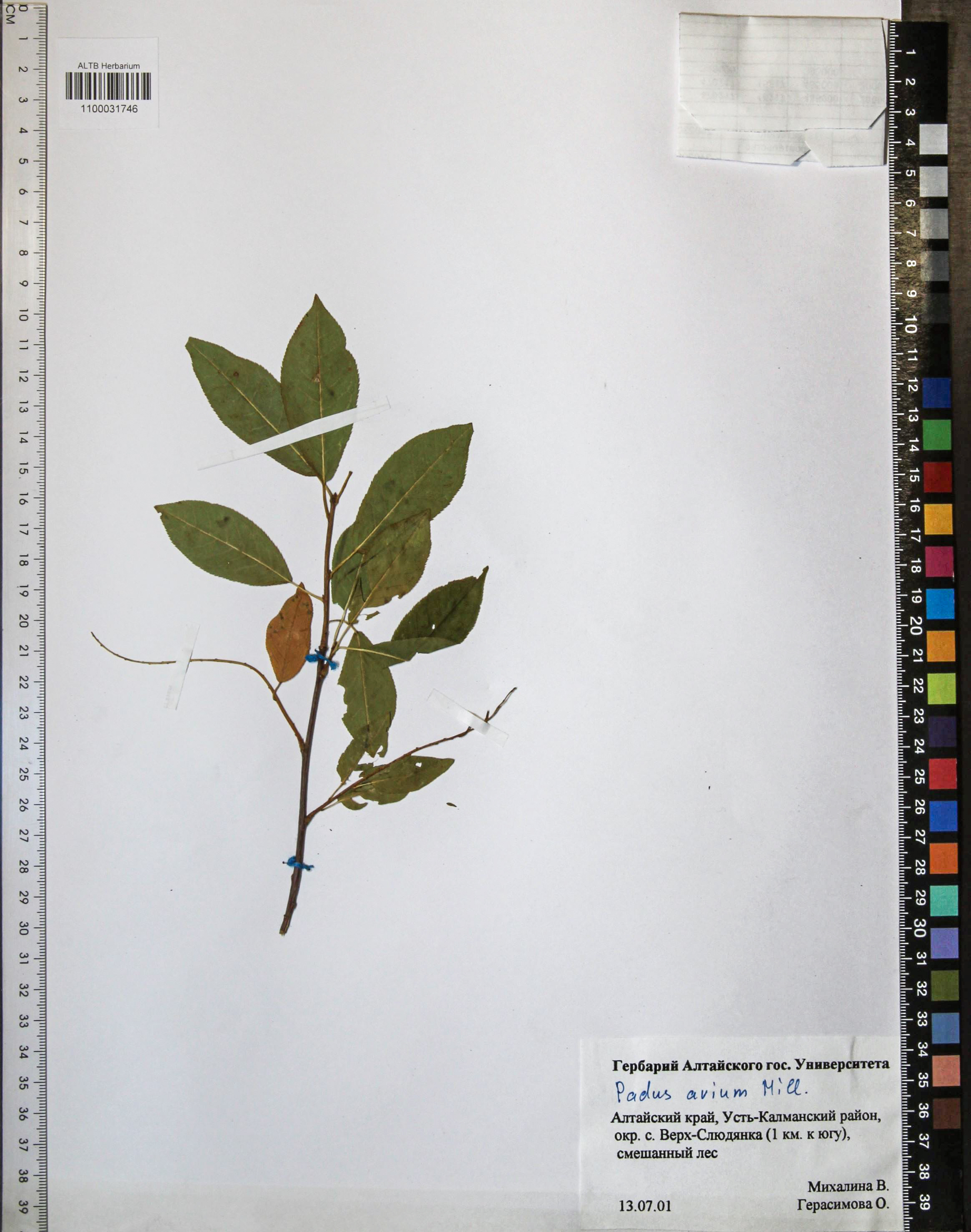 Prunus padus L.