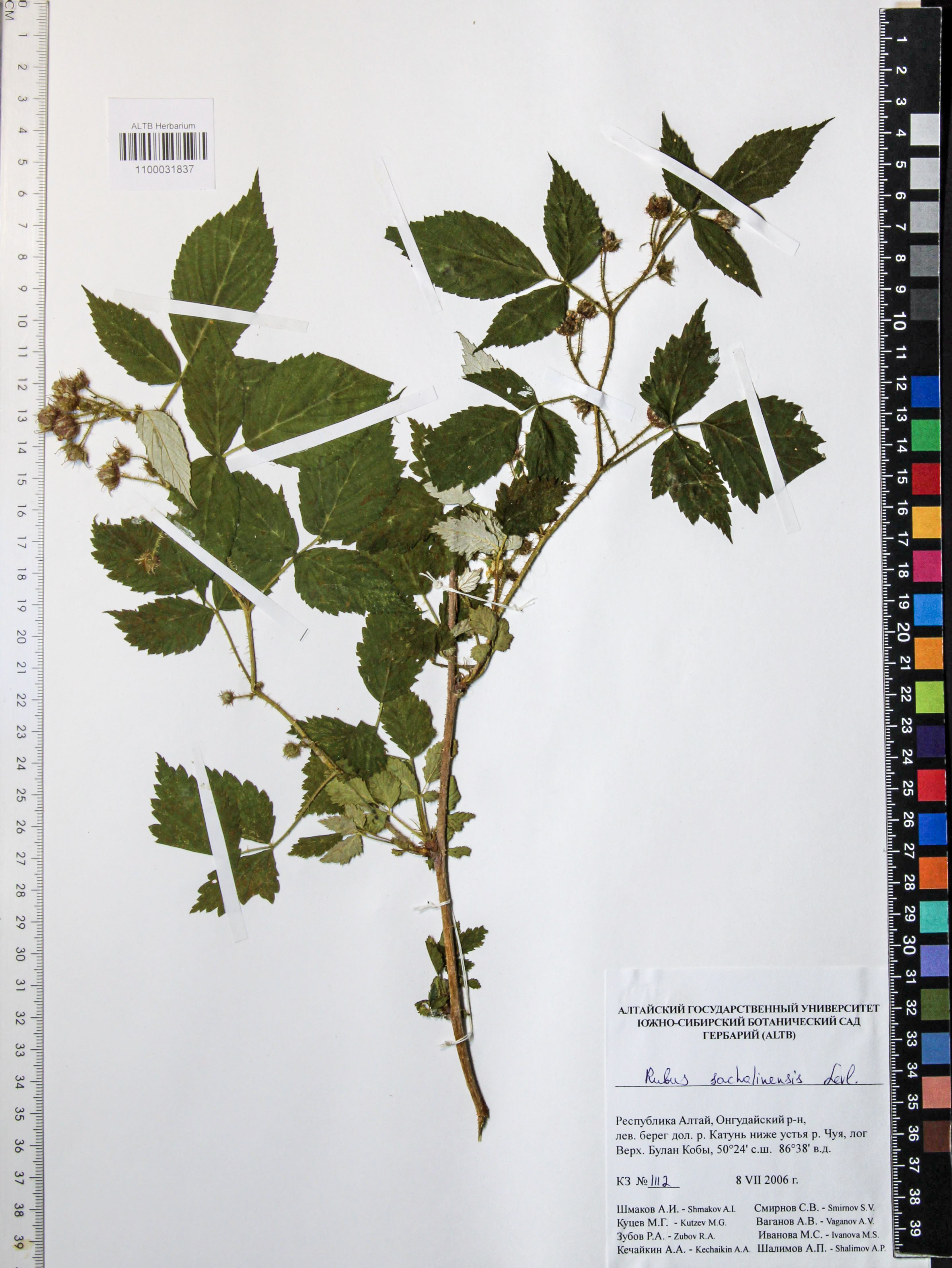 Rubus sachalinensis Levl.