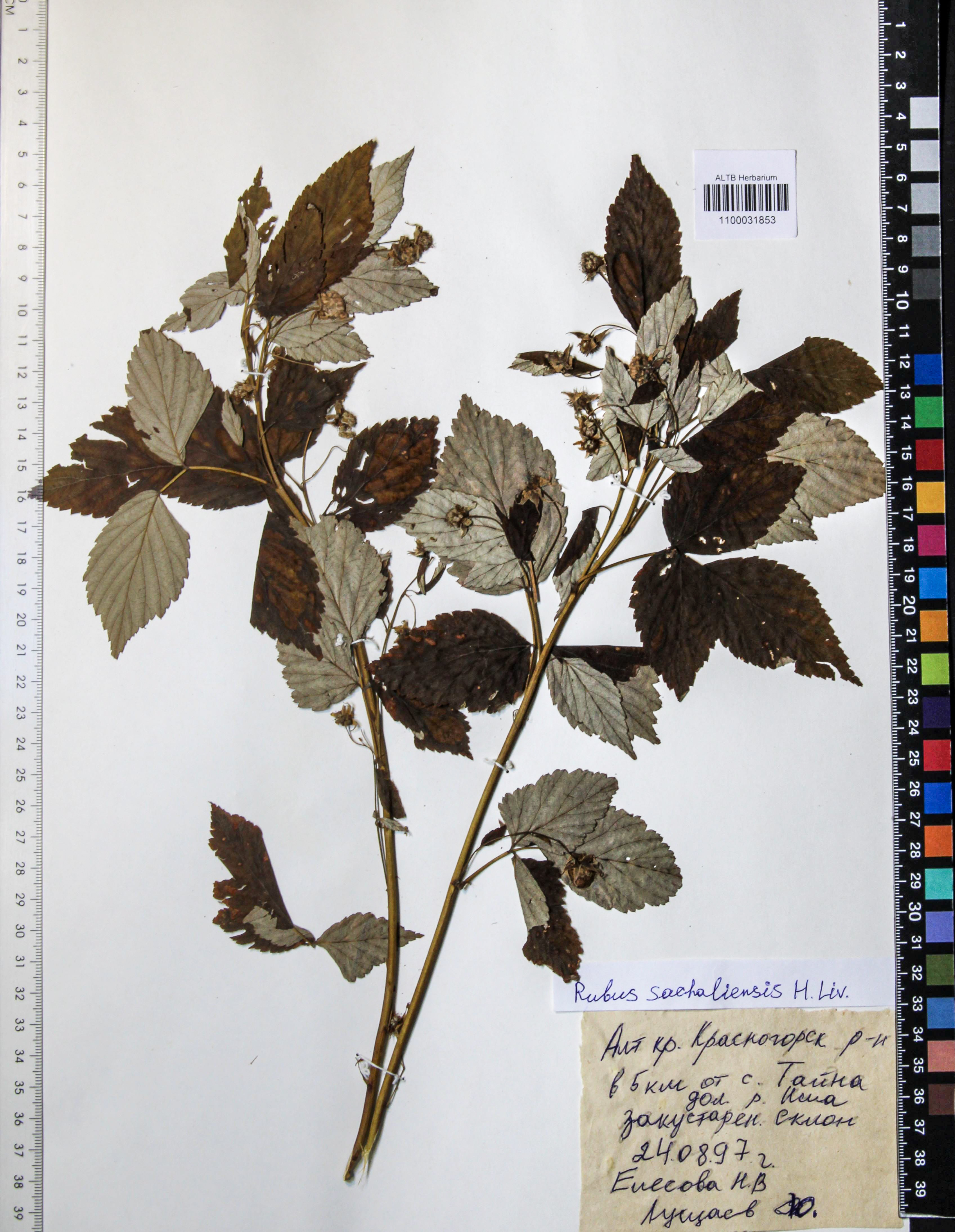 Rubus sachalinensis Levl.