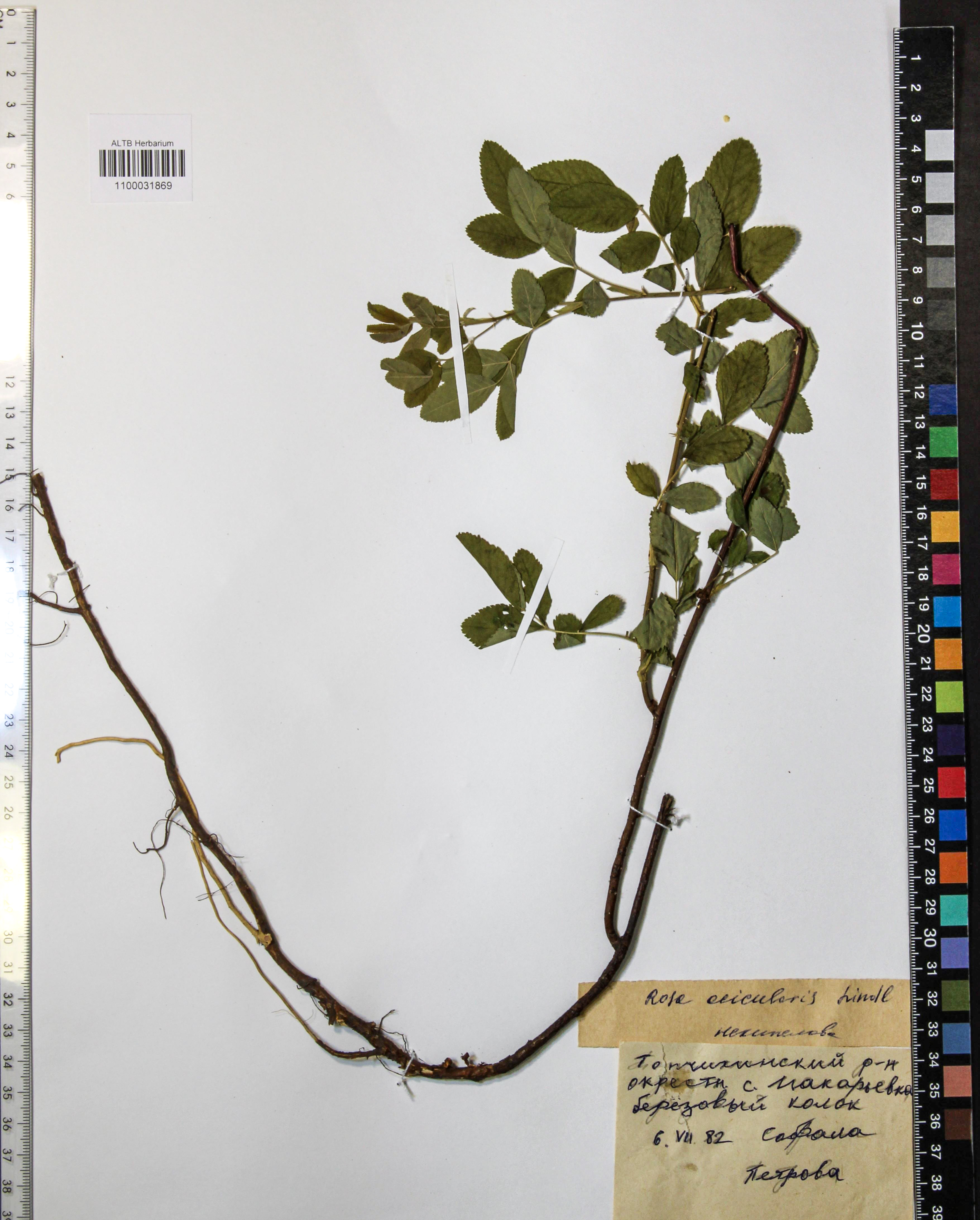 Rosa acicularis Lindl.