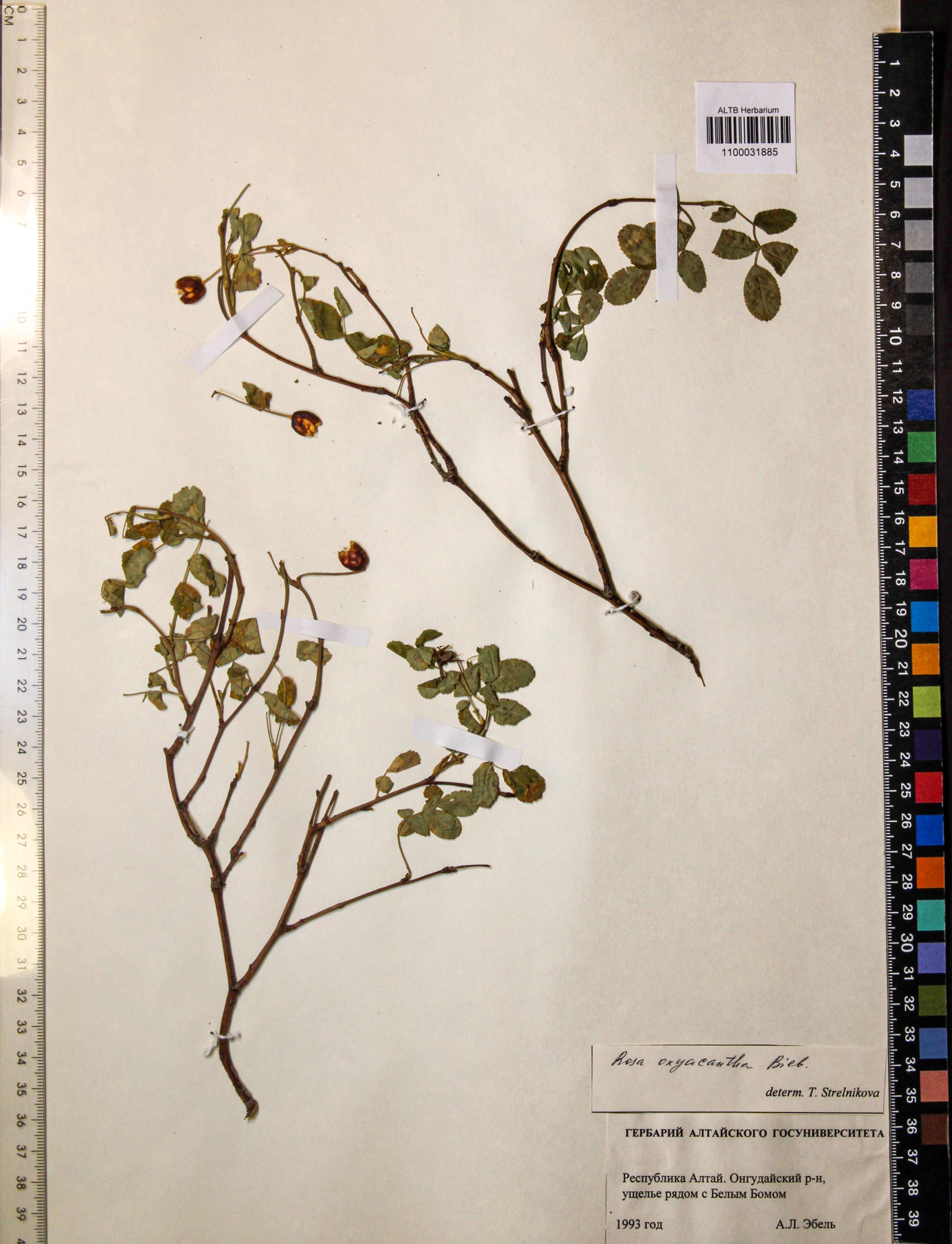 Rosa oxyacantha M.Bieb.