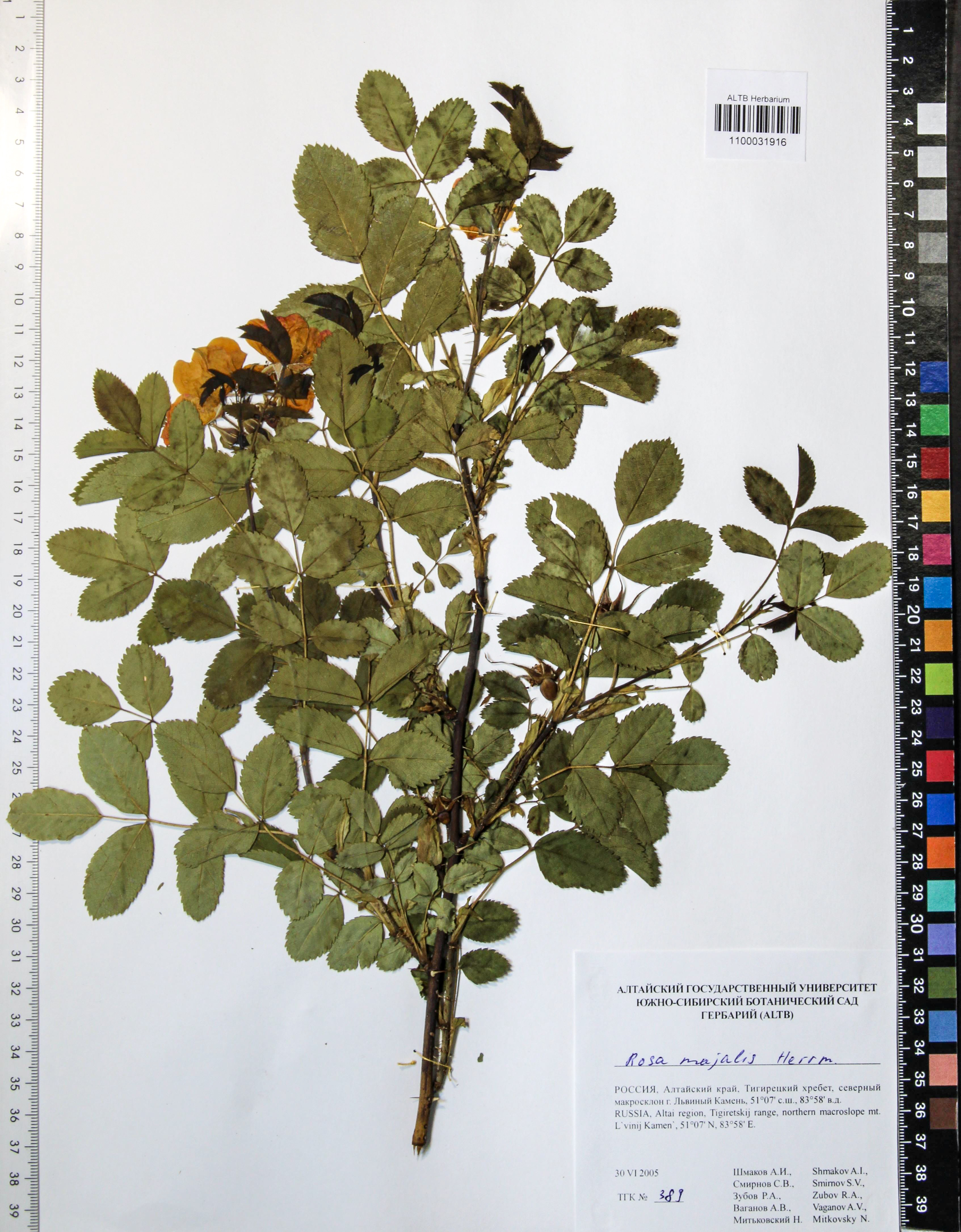 Rosa majalis Herrm.