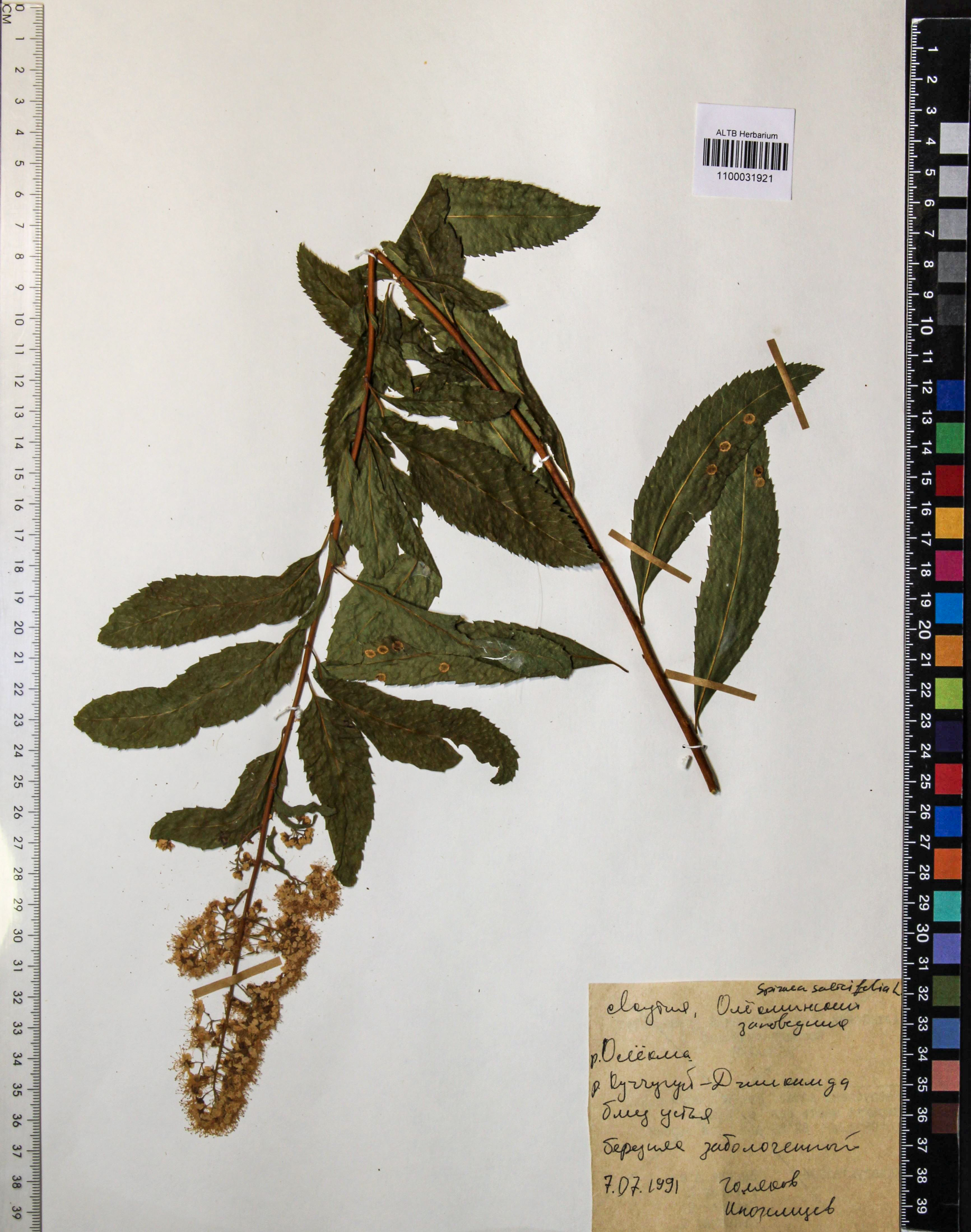 Spiraea salicifolia L.