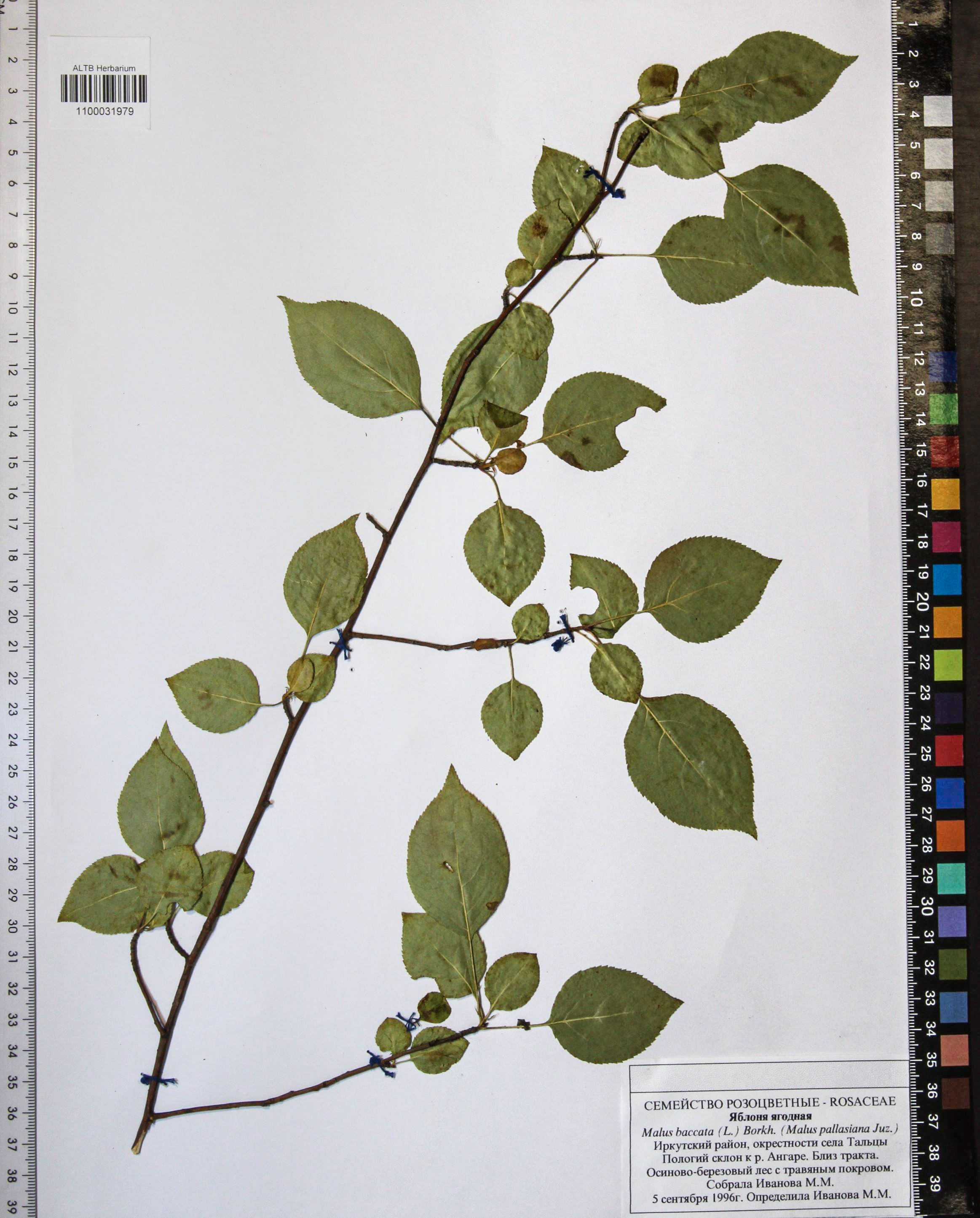 Malus baccata (L.) Borkh