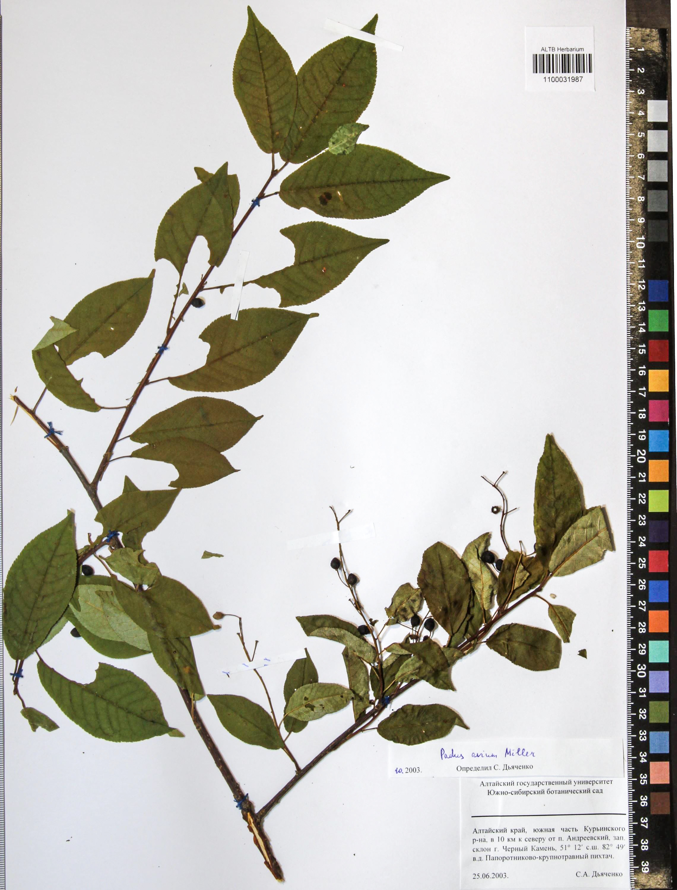 Prunus padus L.