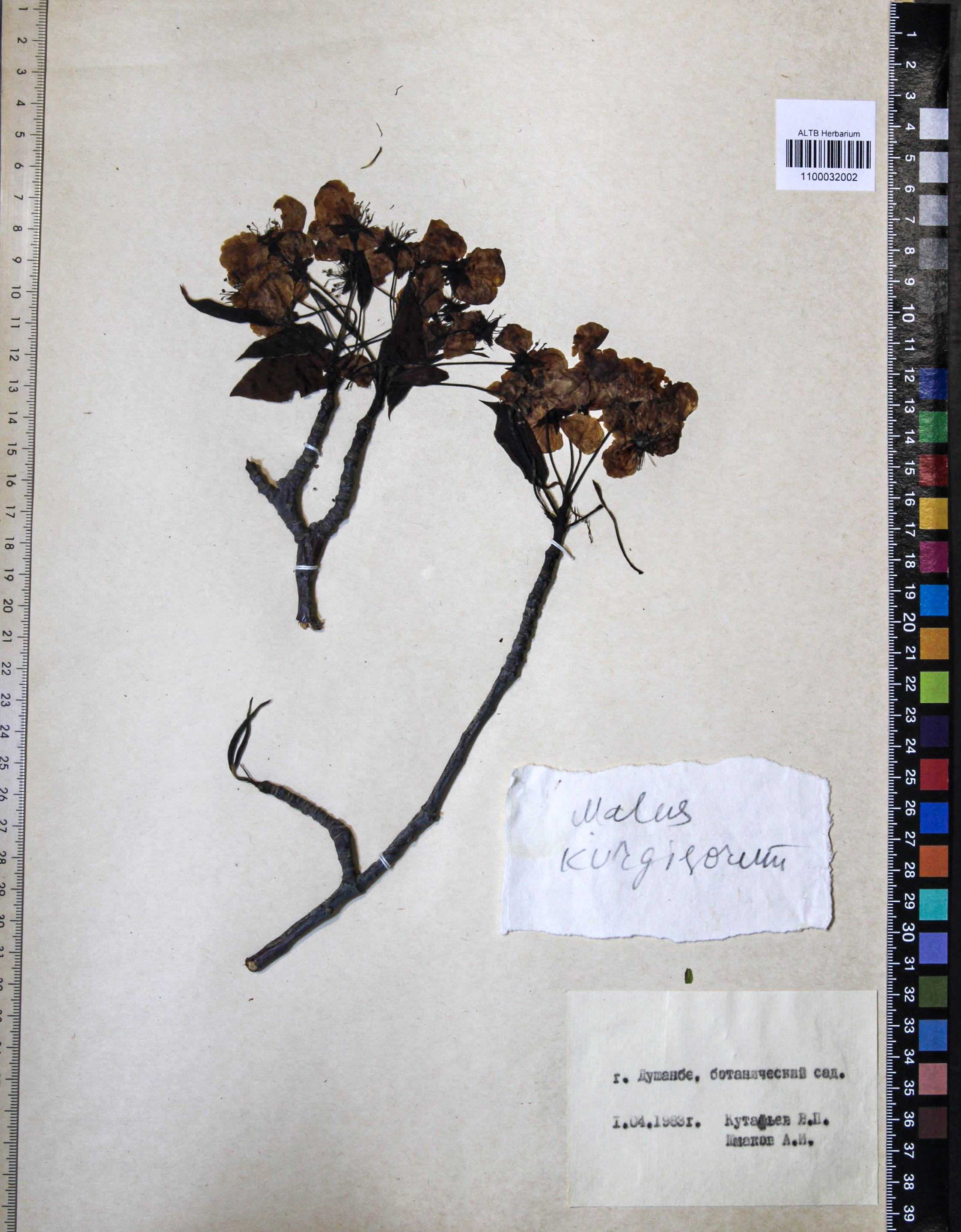Malus kirghisorum Al. Fed.  