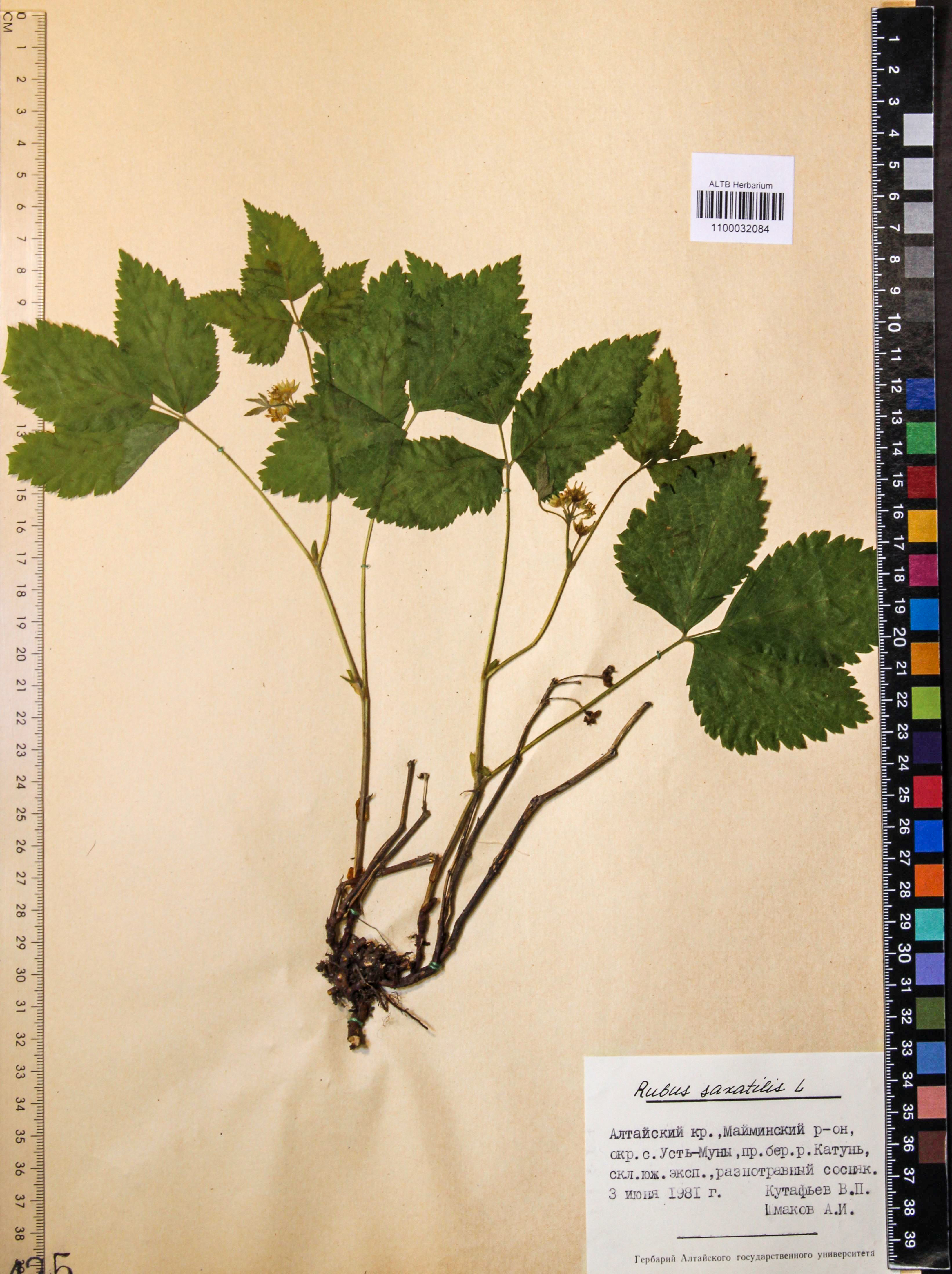 Rubus saxatilis L.