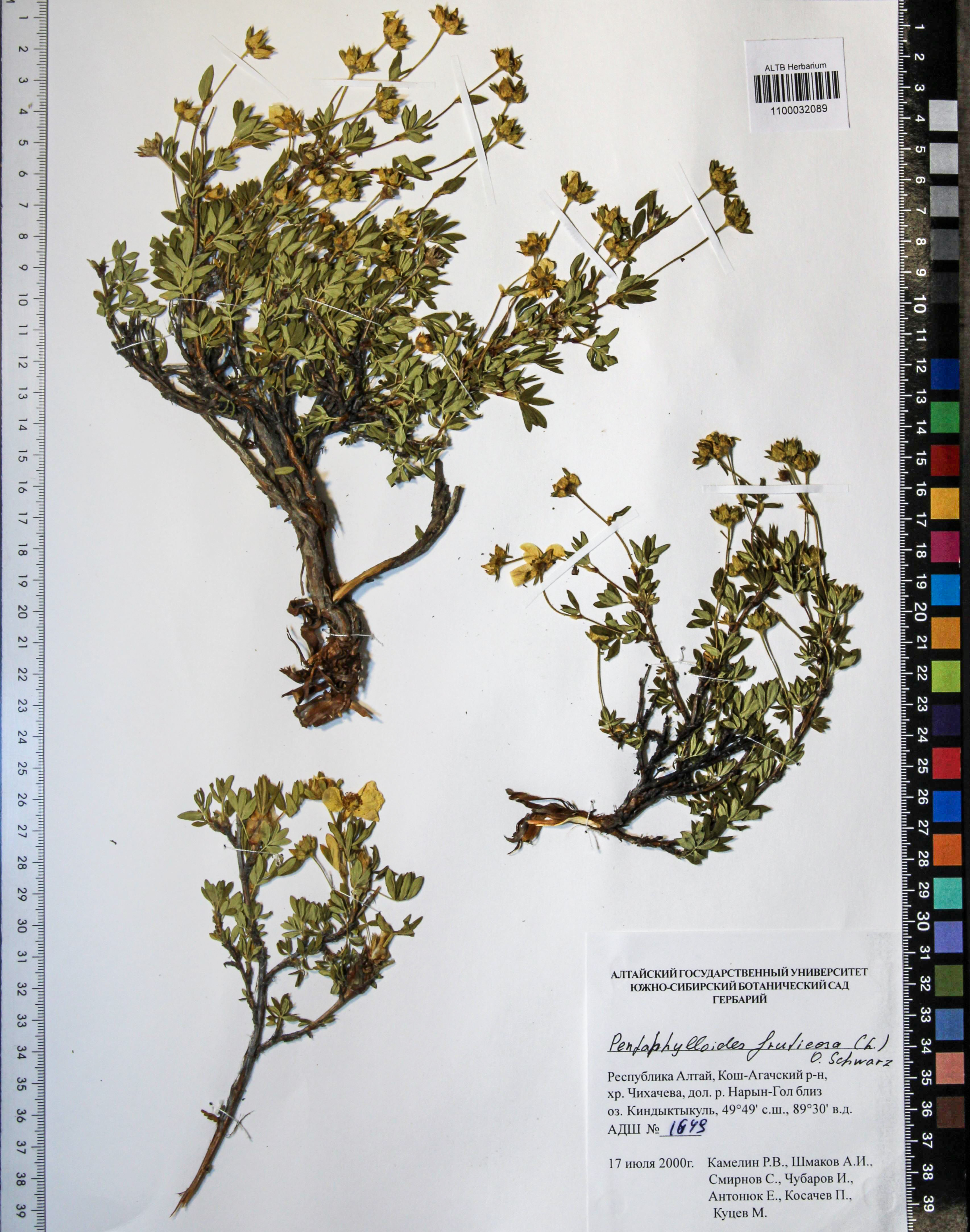 Pentaphylloides fruticosa (L.) О. Schwarz
