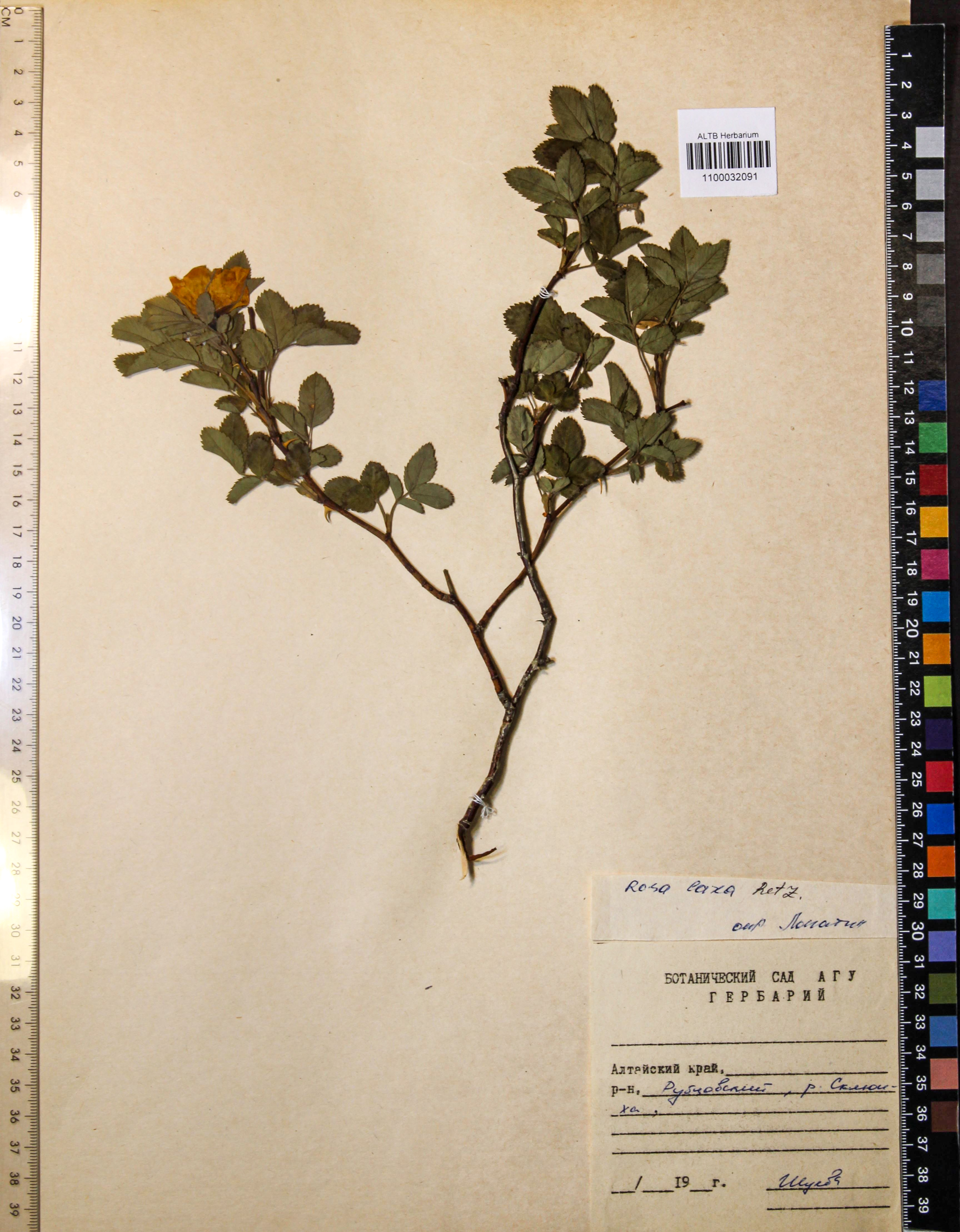 Rosa laxa Retz.
