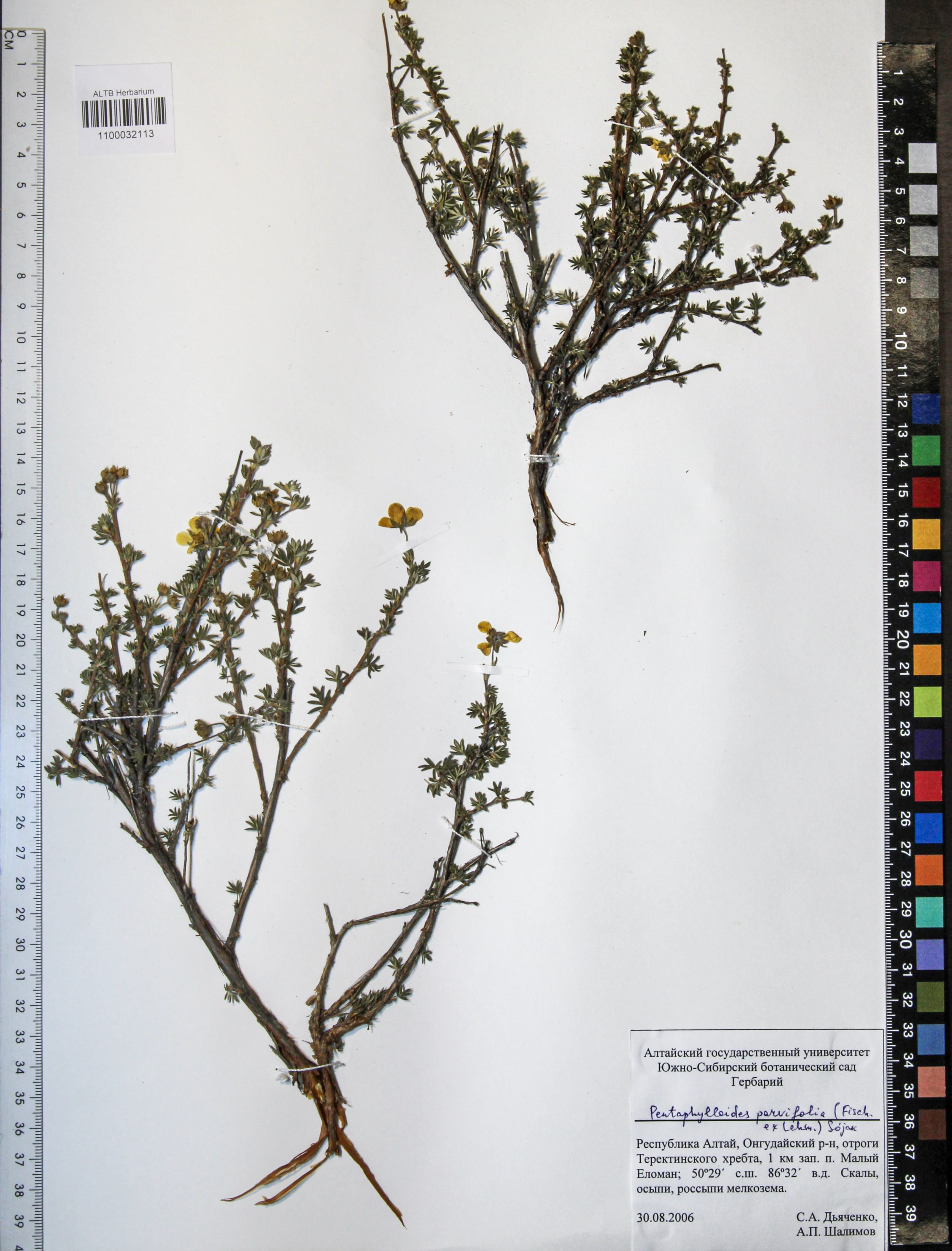 Pentaphylloides parvifolia (Fisch. ex Lehm.) Soják