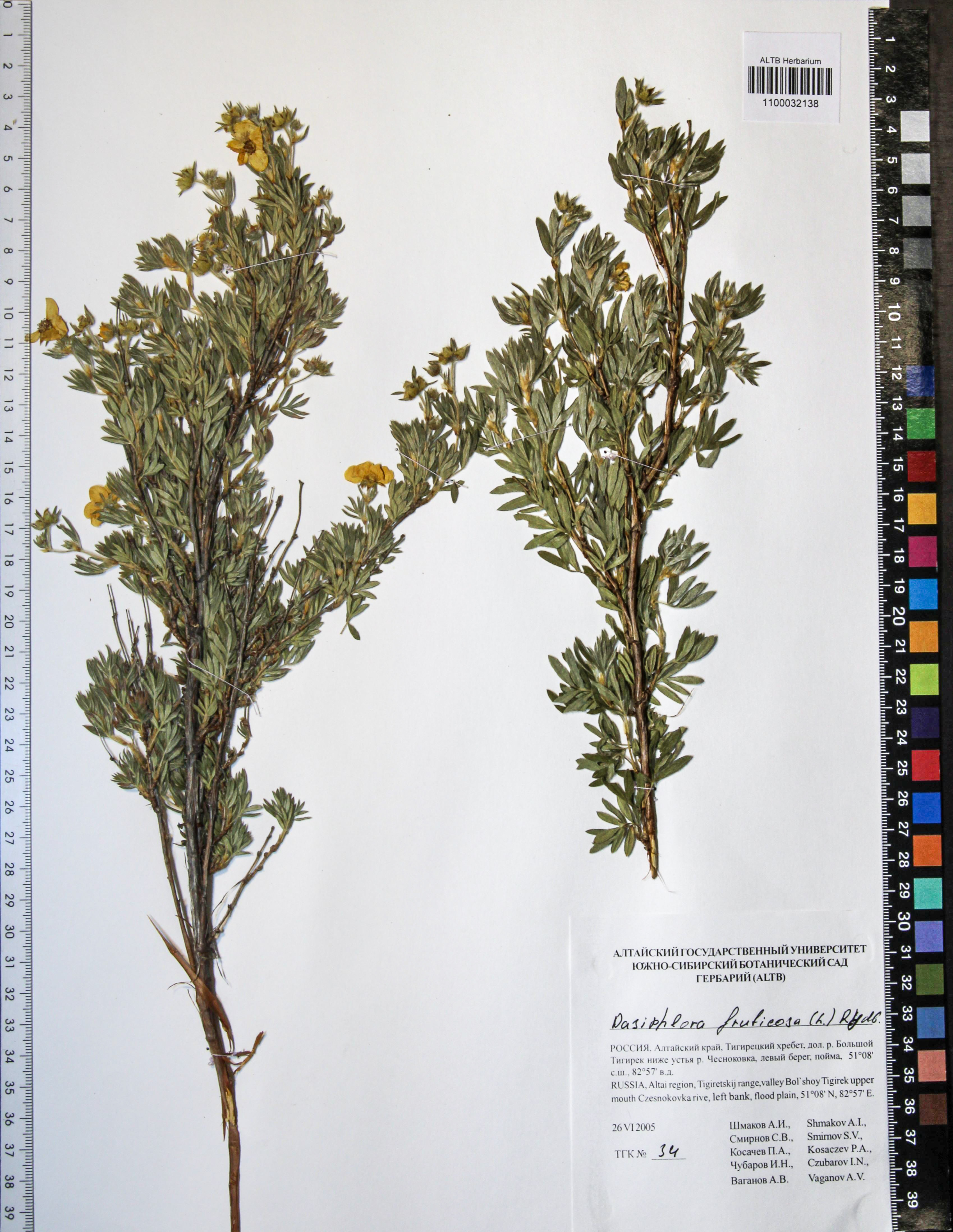 Dasiphora fruticosa L.