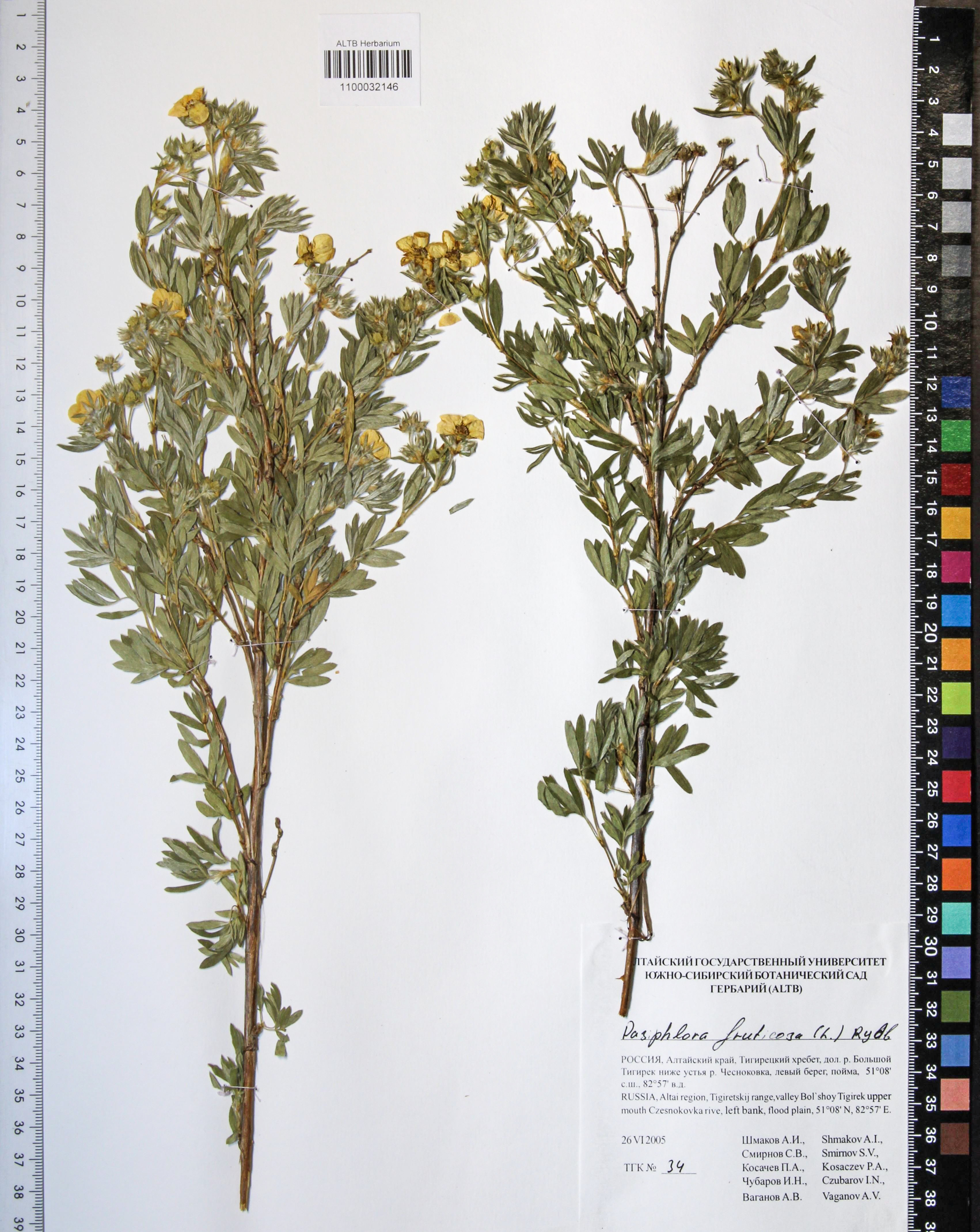 Dasiphora fruticosa L.