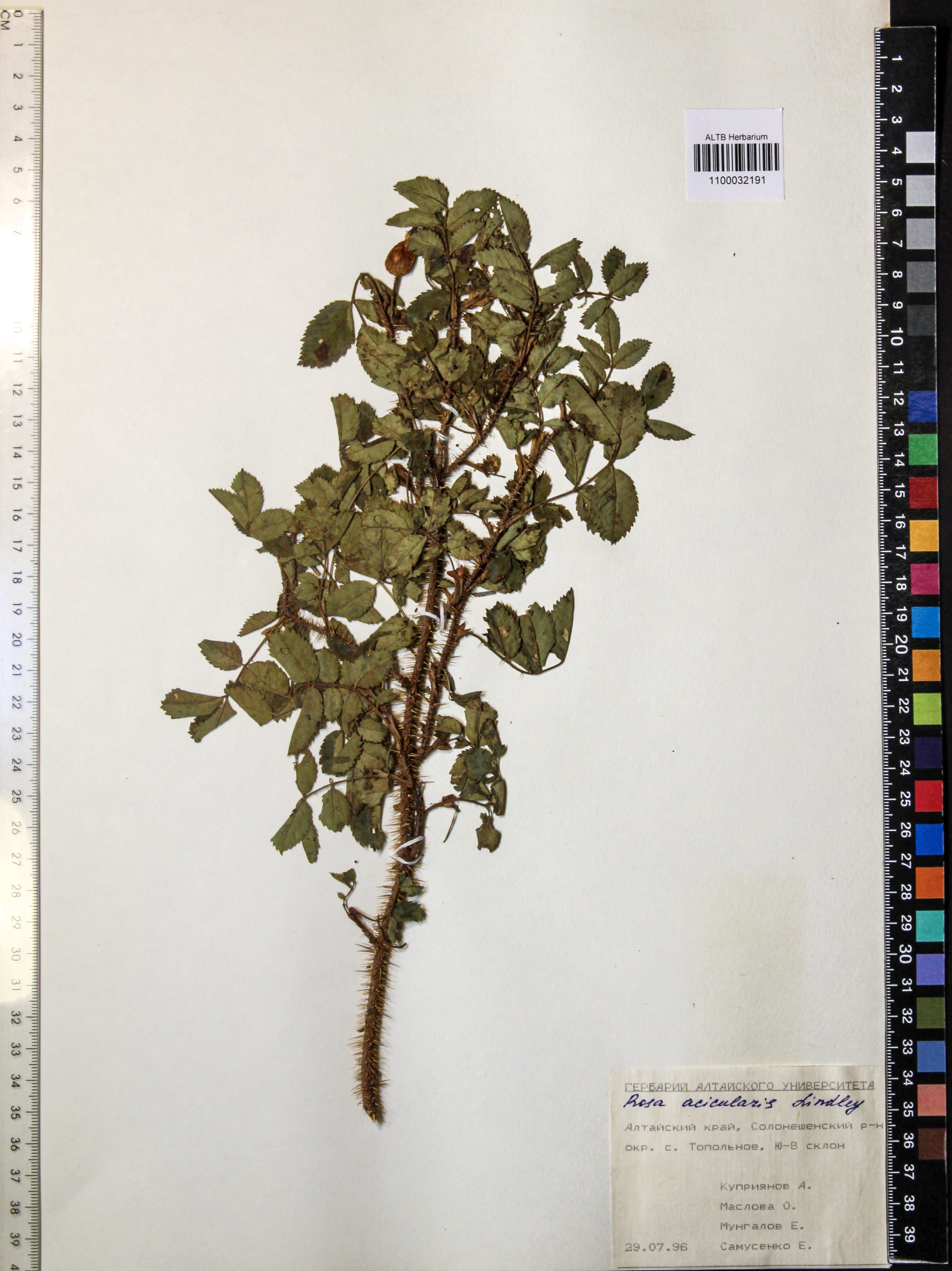 Rosa acicularis Lindl.
