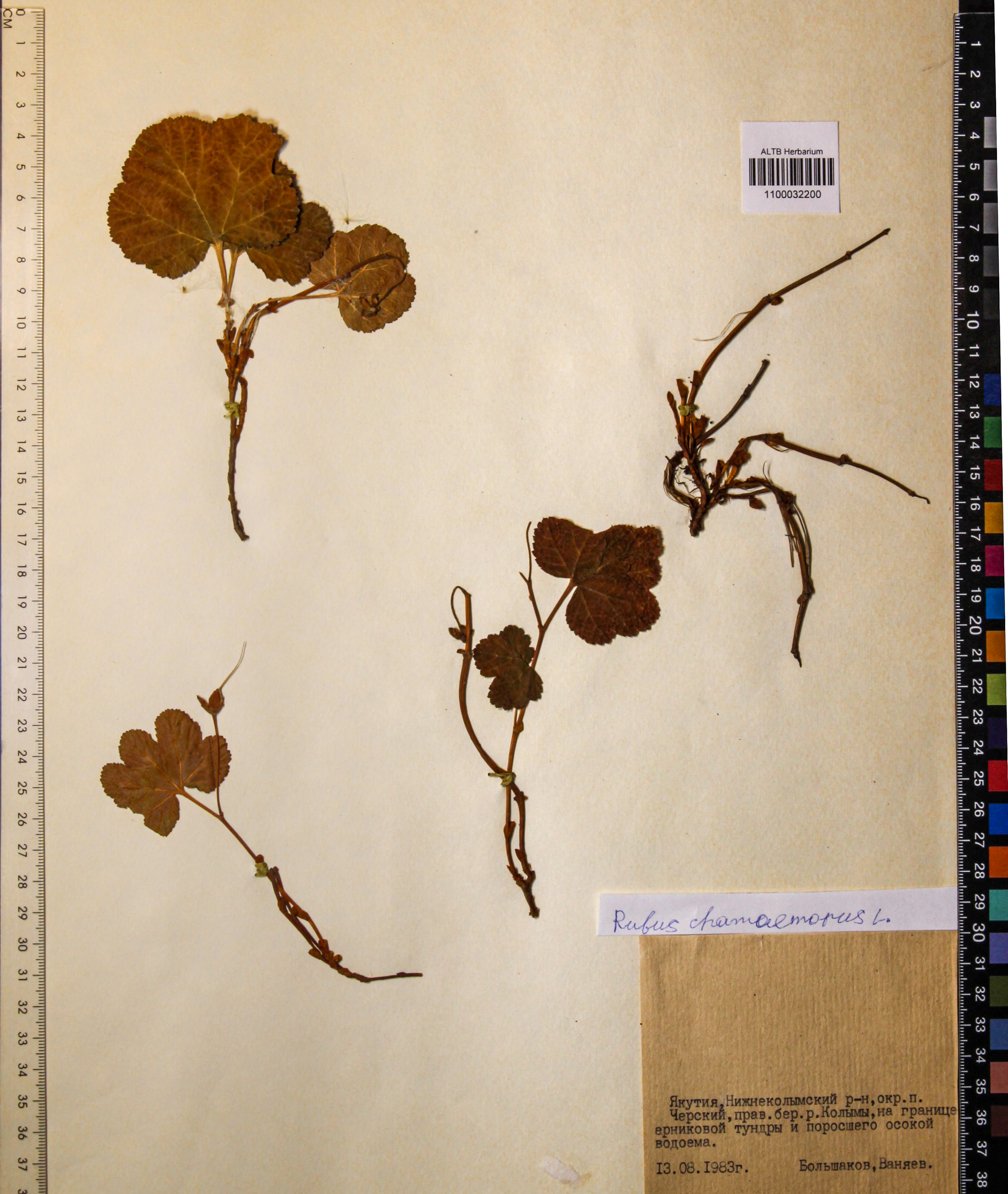 Rubus chamaemorus L.