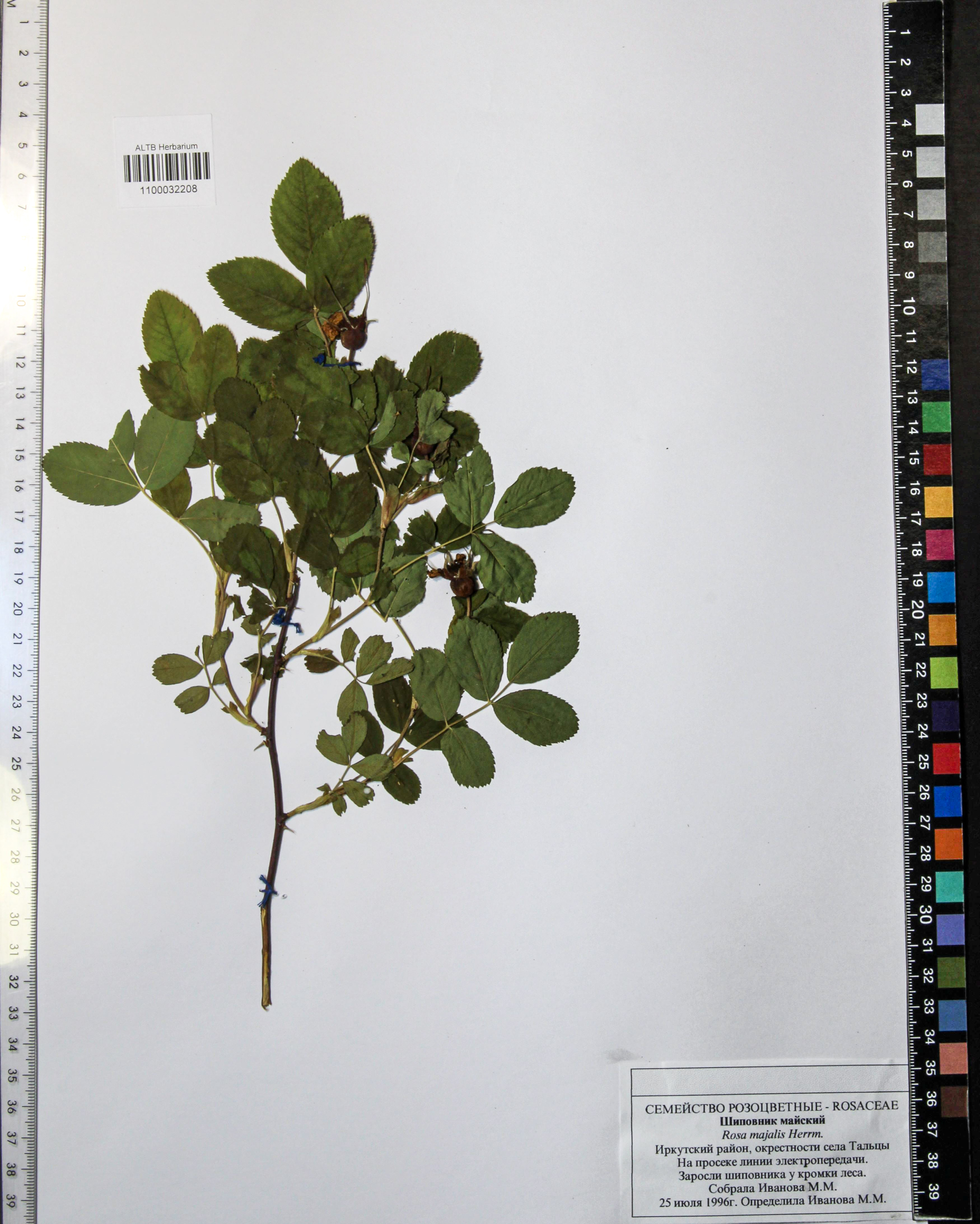 Rosa majalis Herrm.