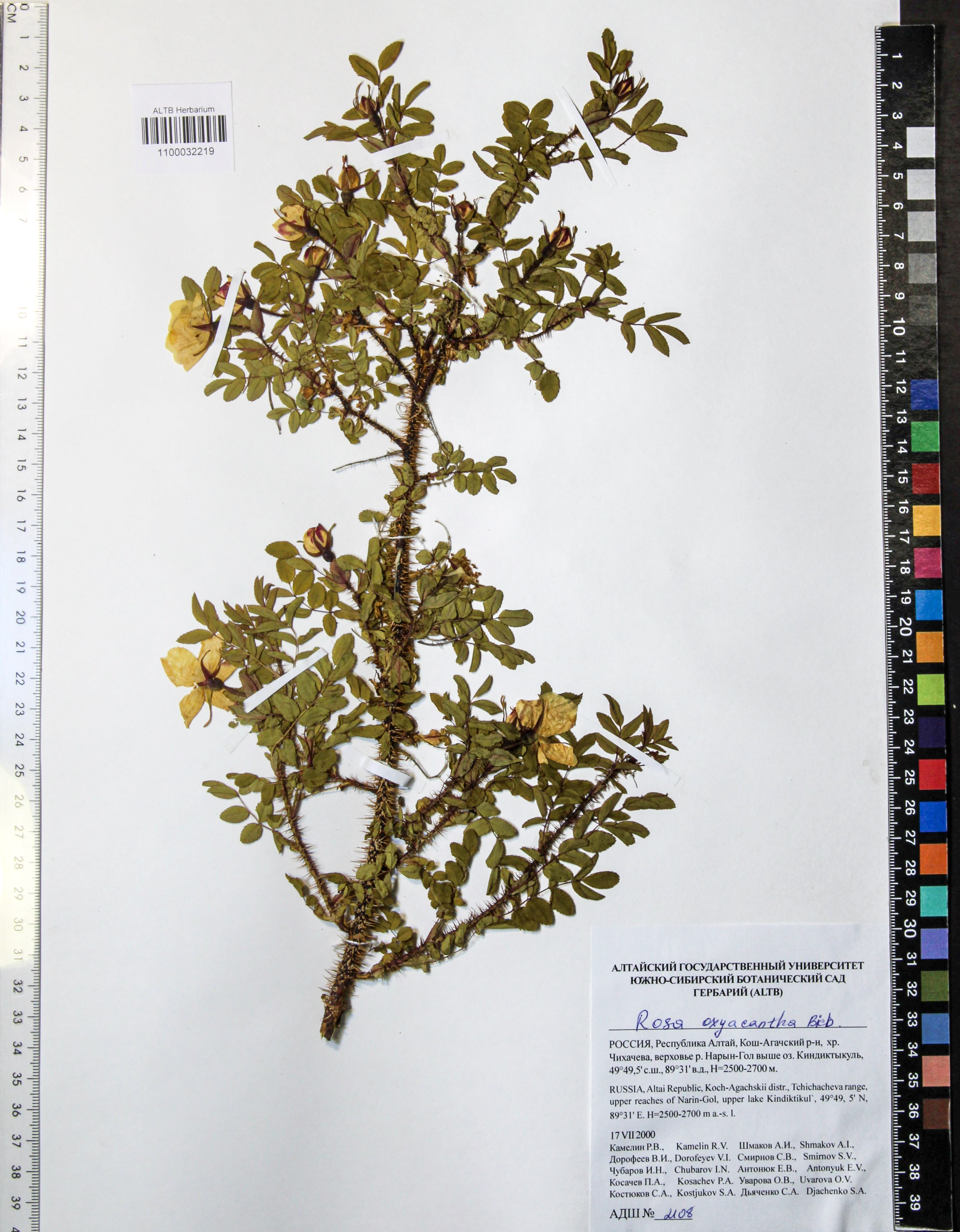 Rosa oxyacantha M.Bieb.