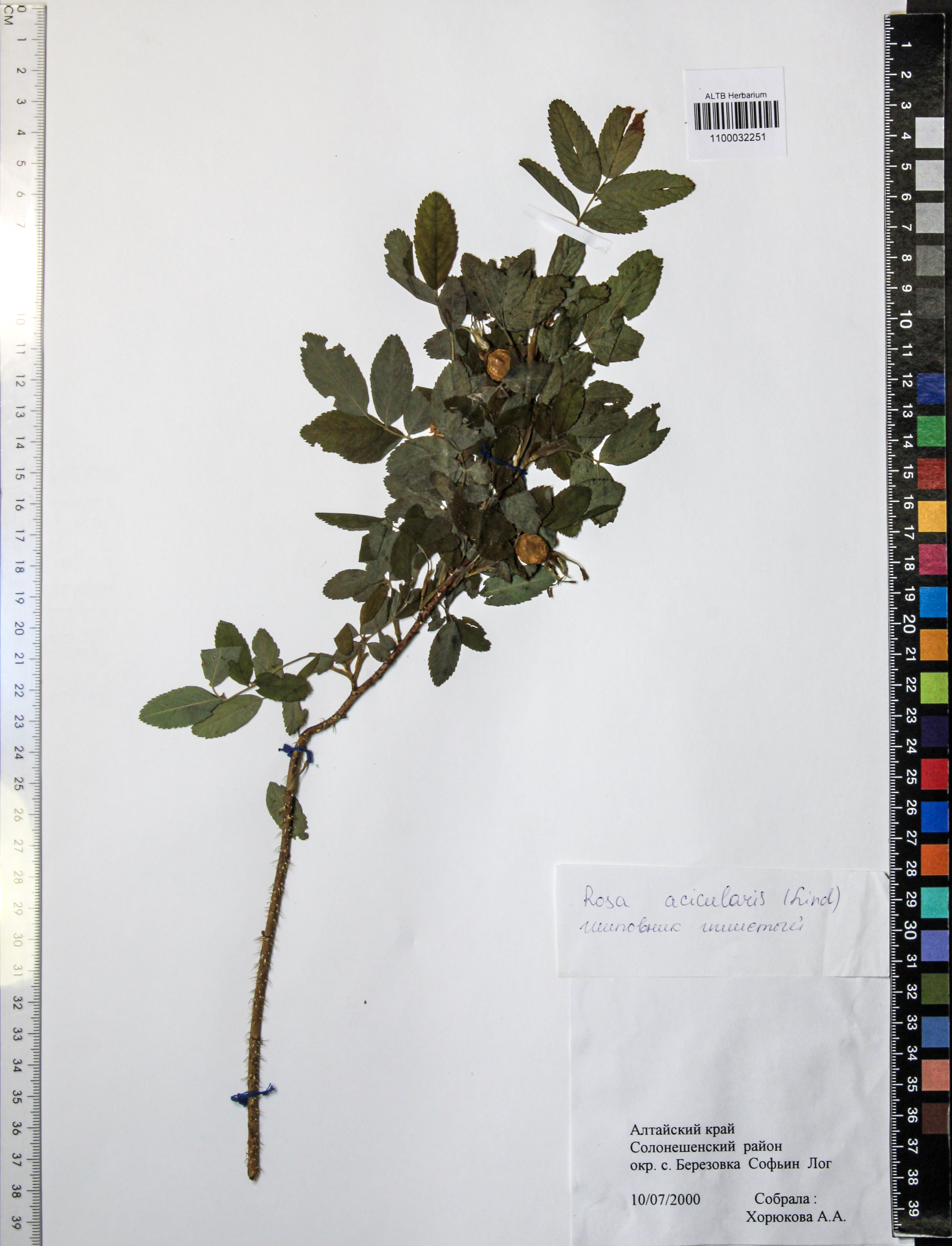 Rosa acicularis Lindl.