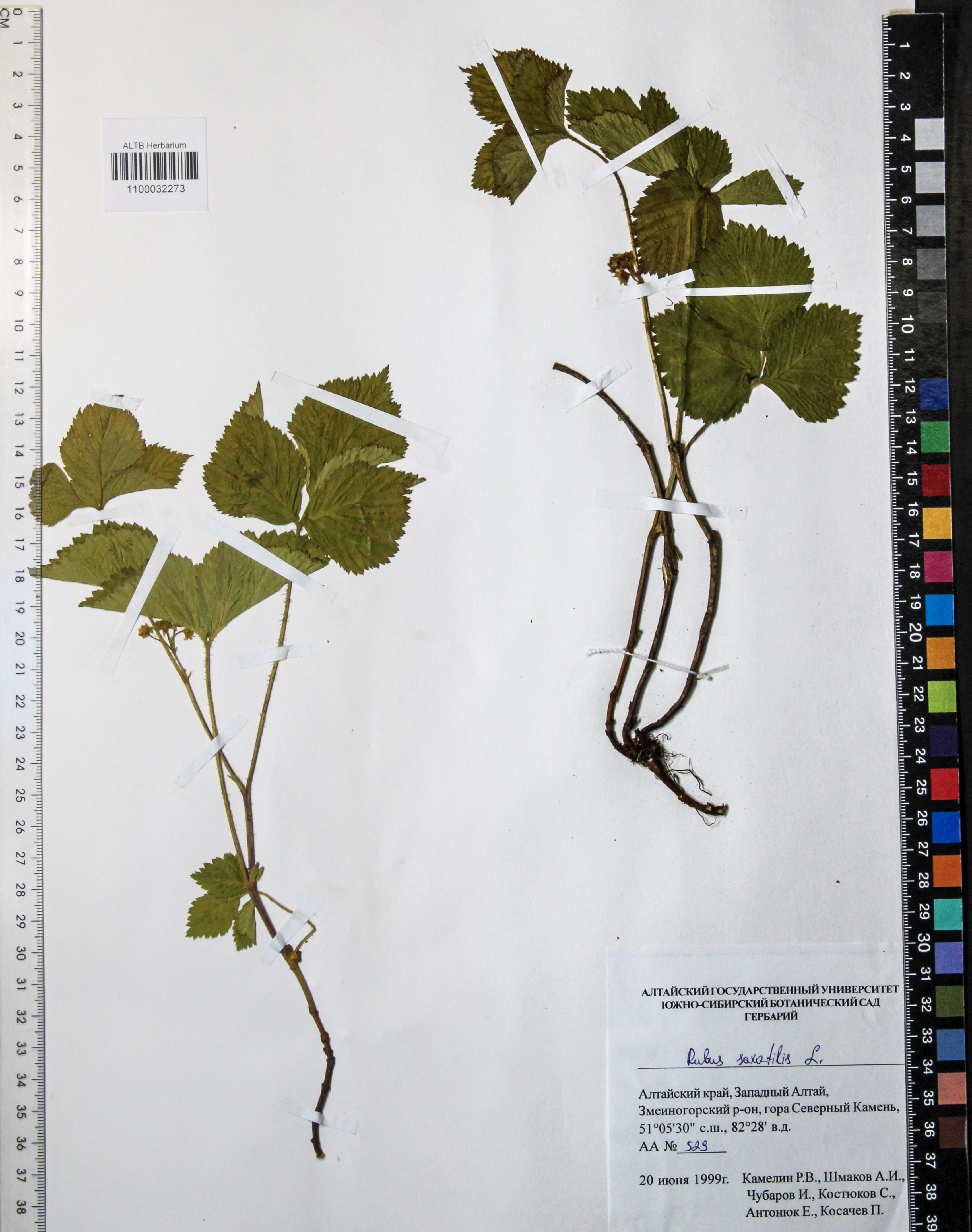 Rubus saxatilis L.