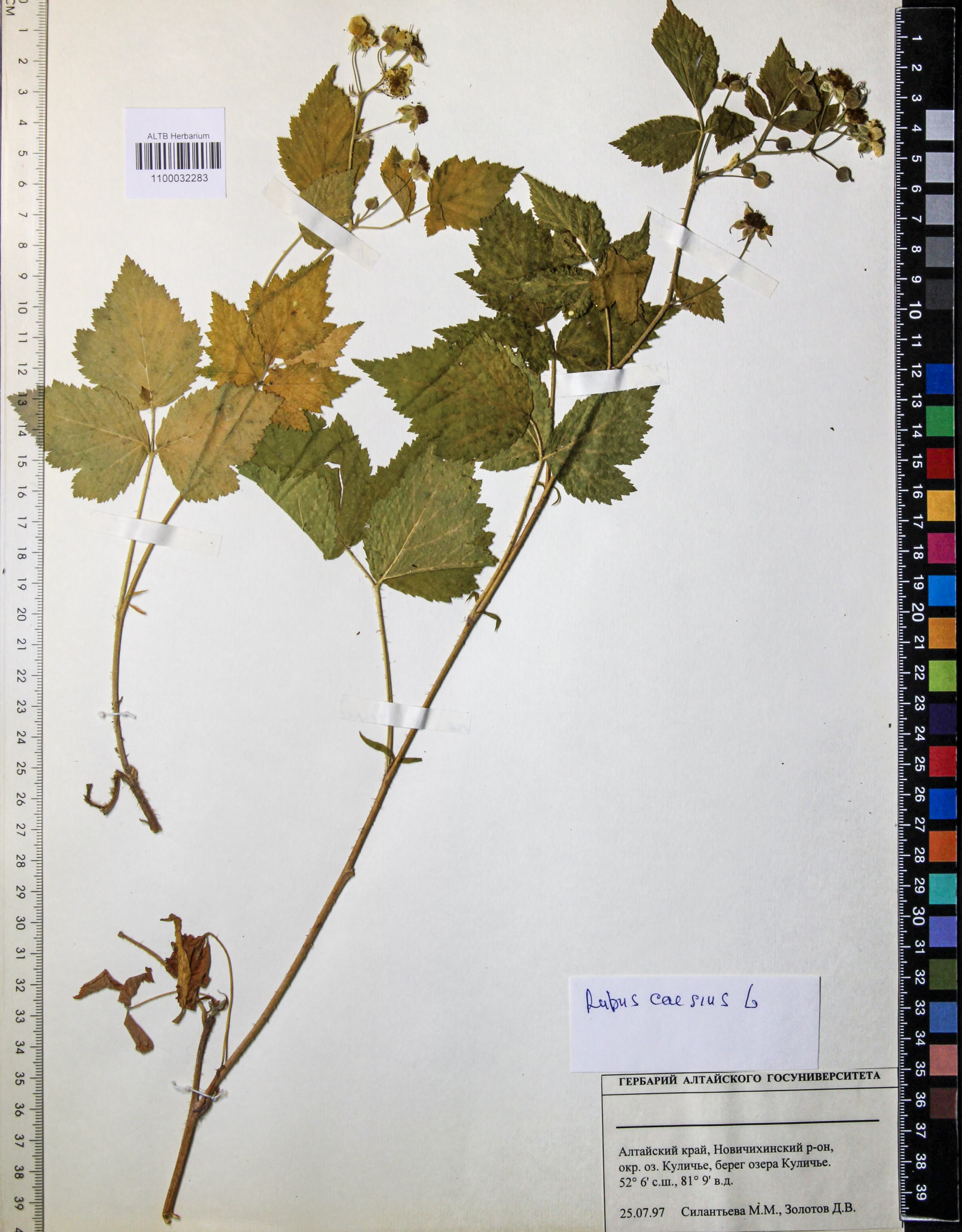 Rubus caesius L.