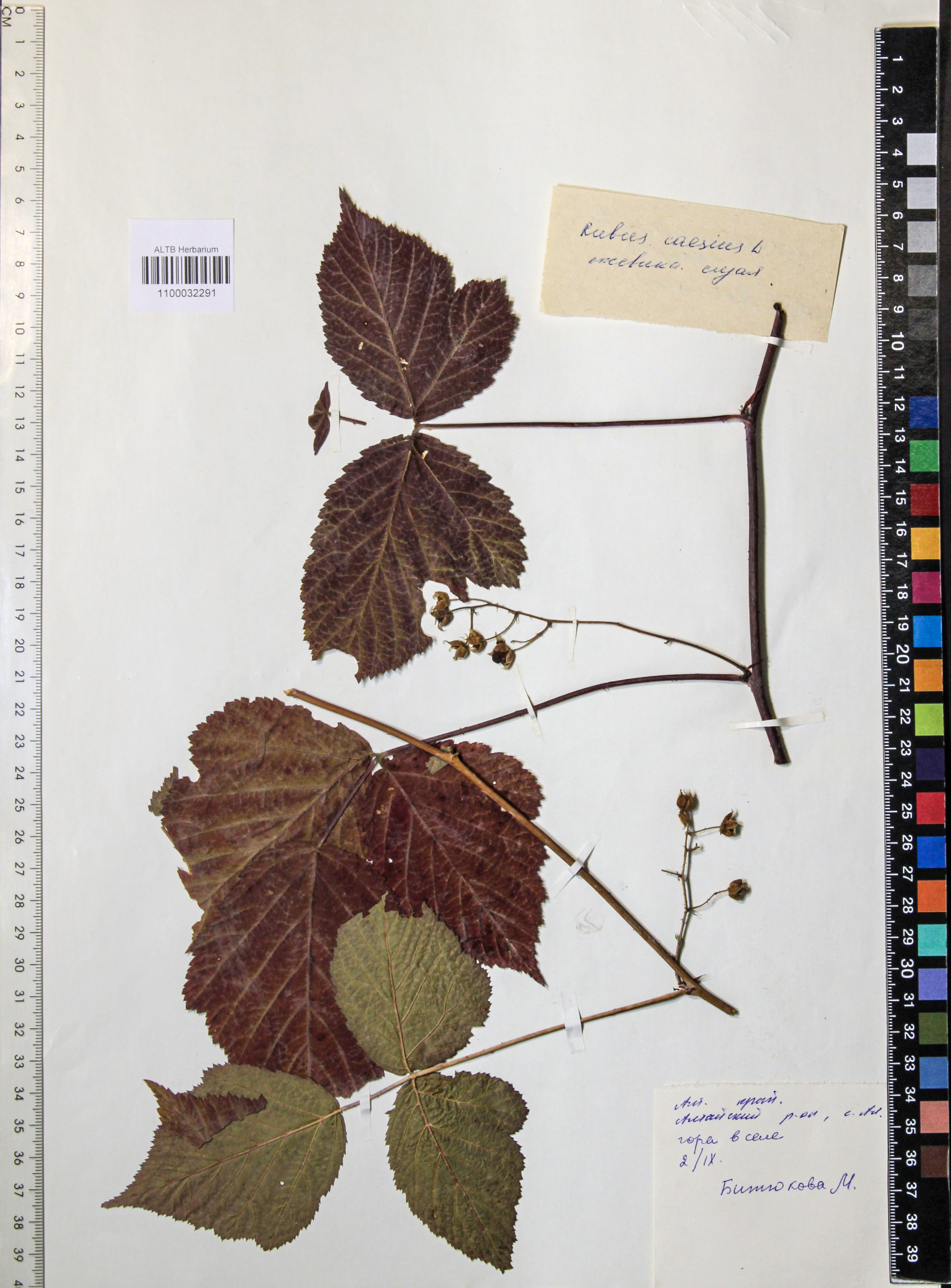 Rubus caesius L.