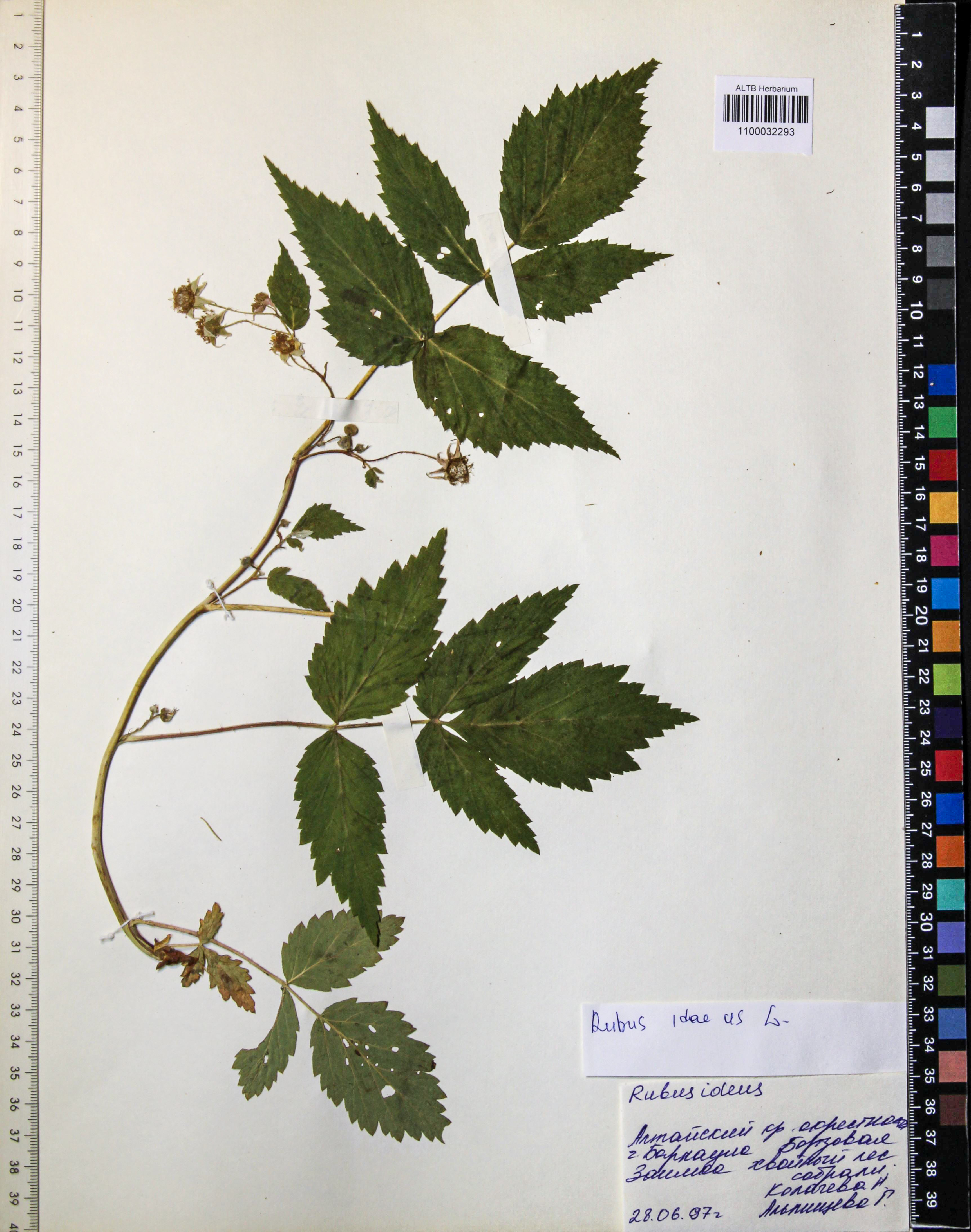 Rubus idaeus L.