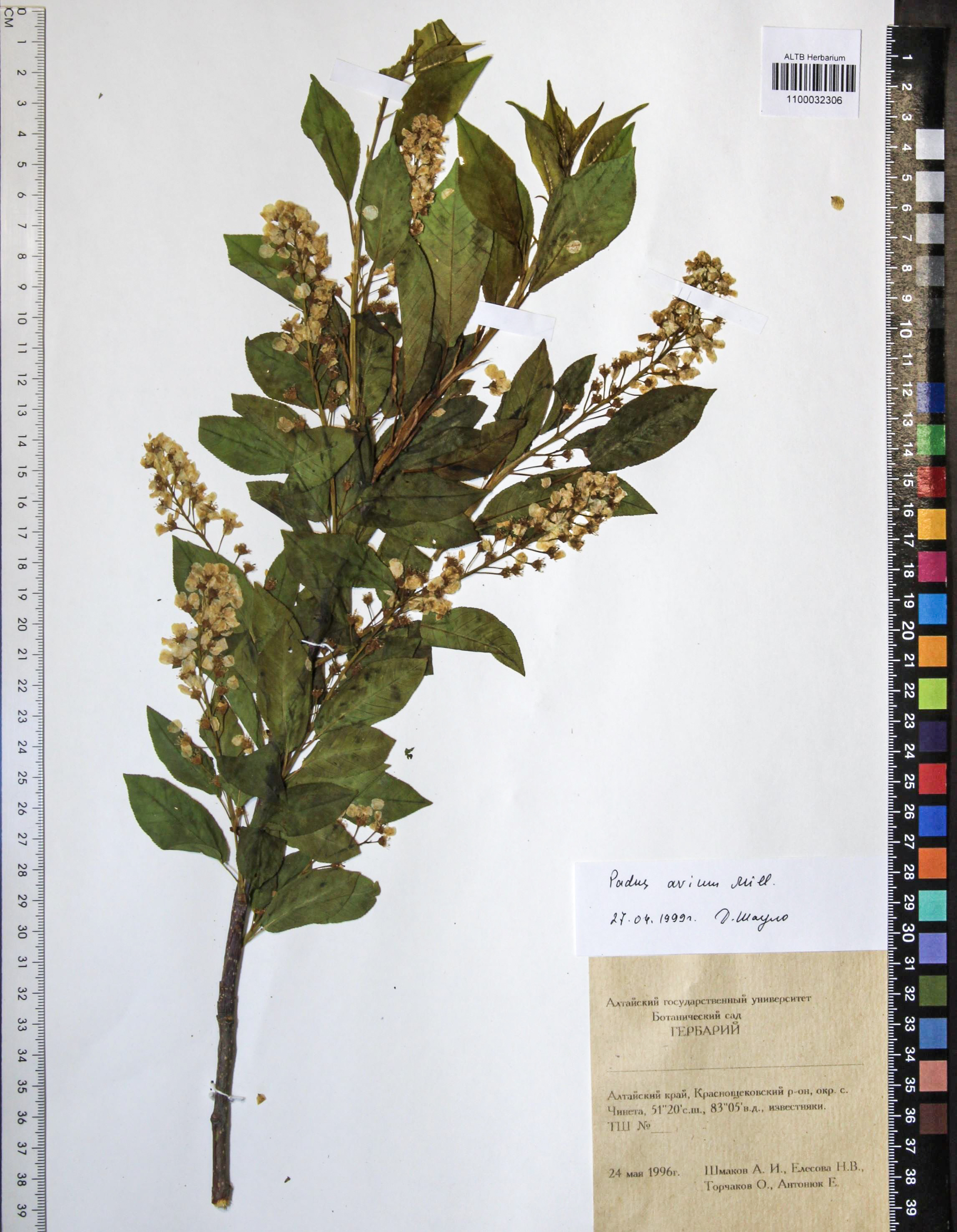 Prunus padus L.