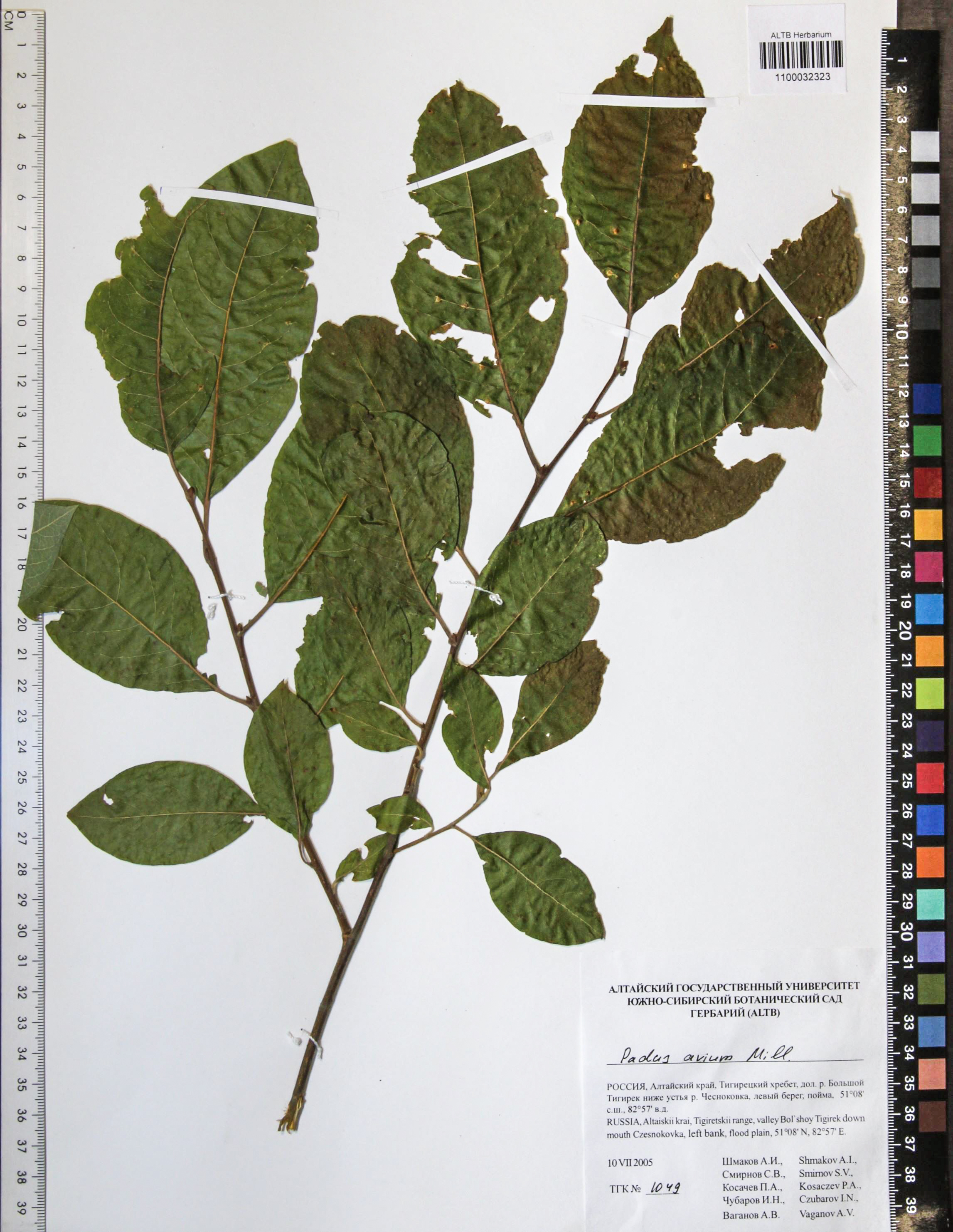 Prunus padus L.
