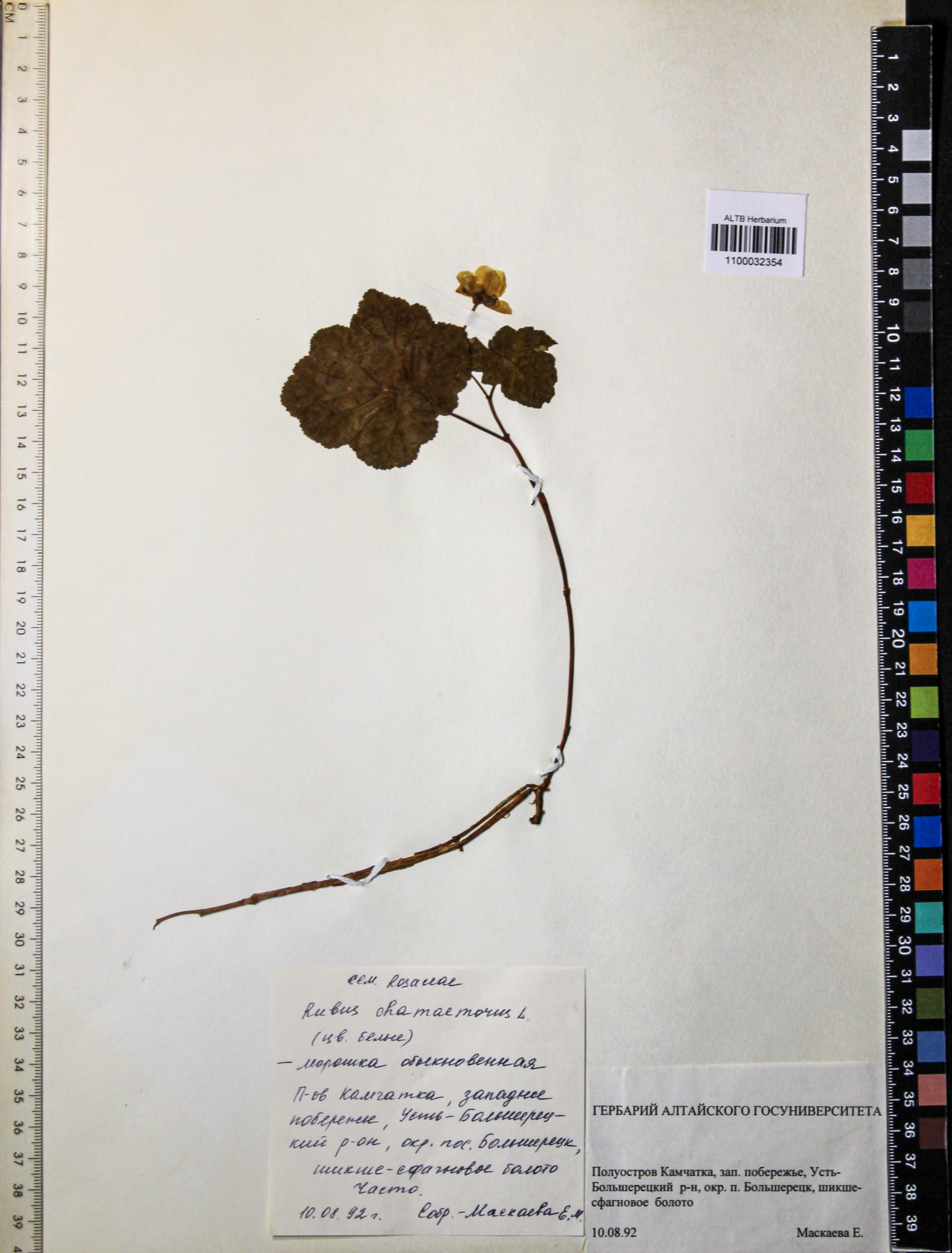 Rubus chamaemorus L.