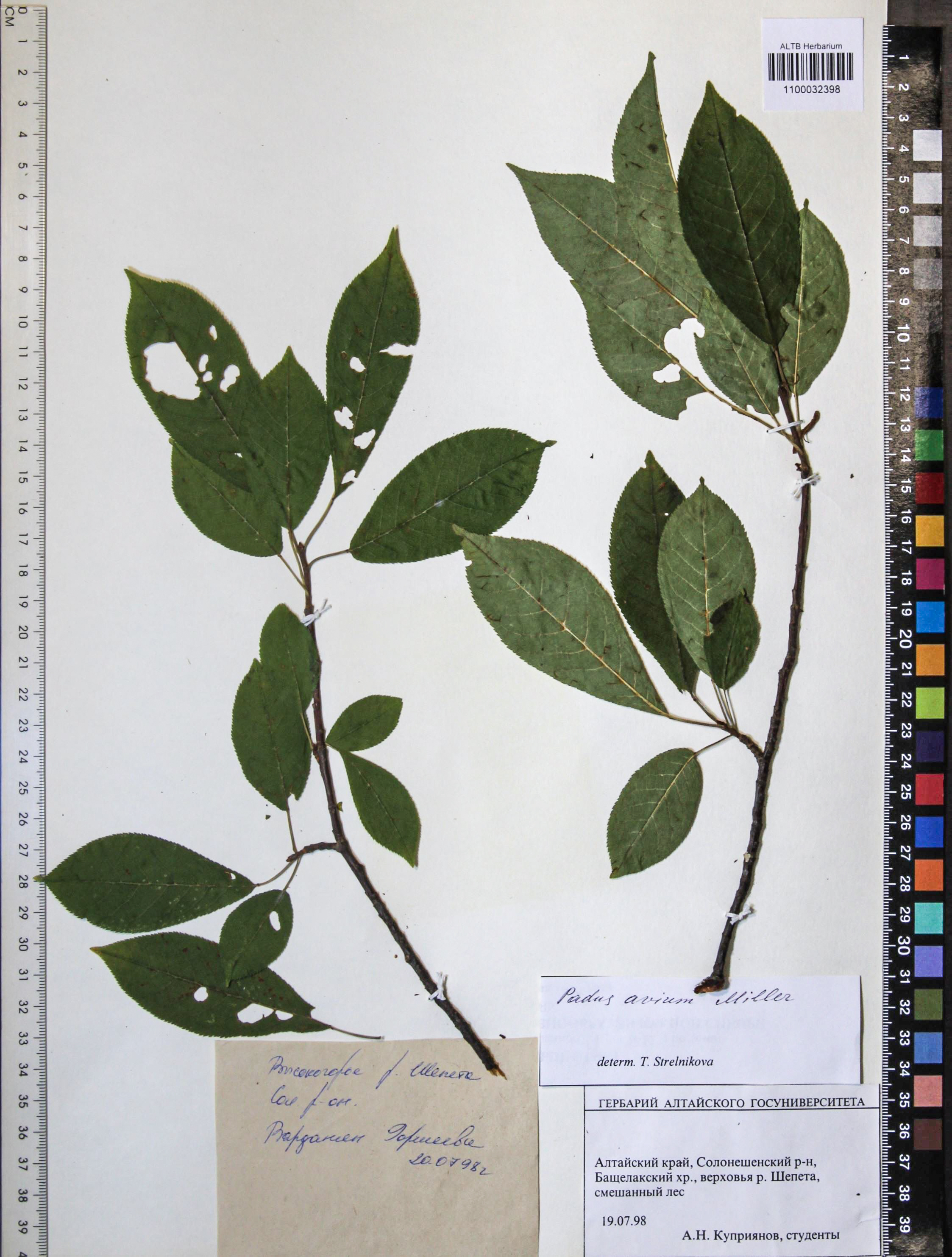 Prunus padus L.