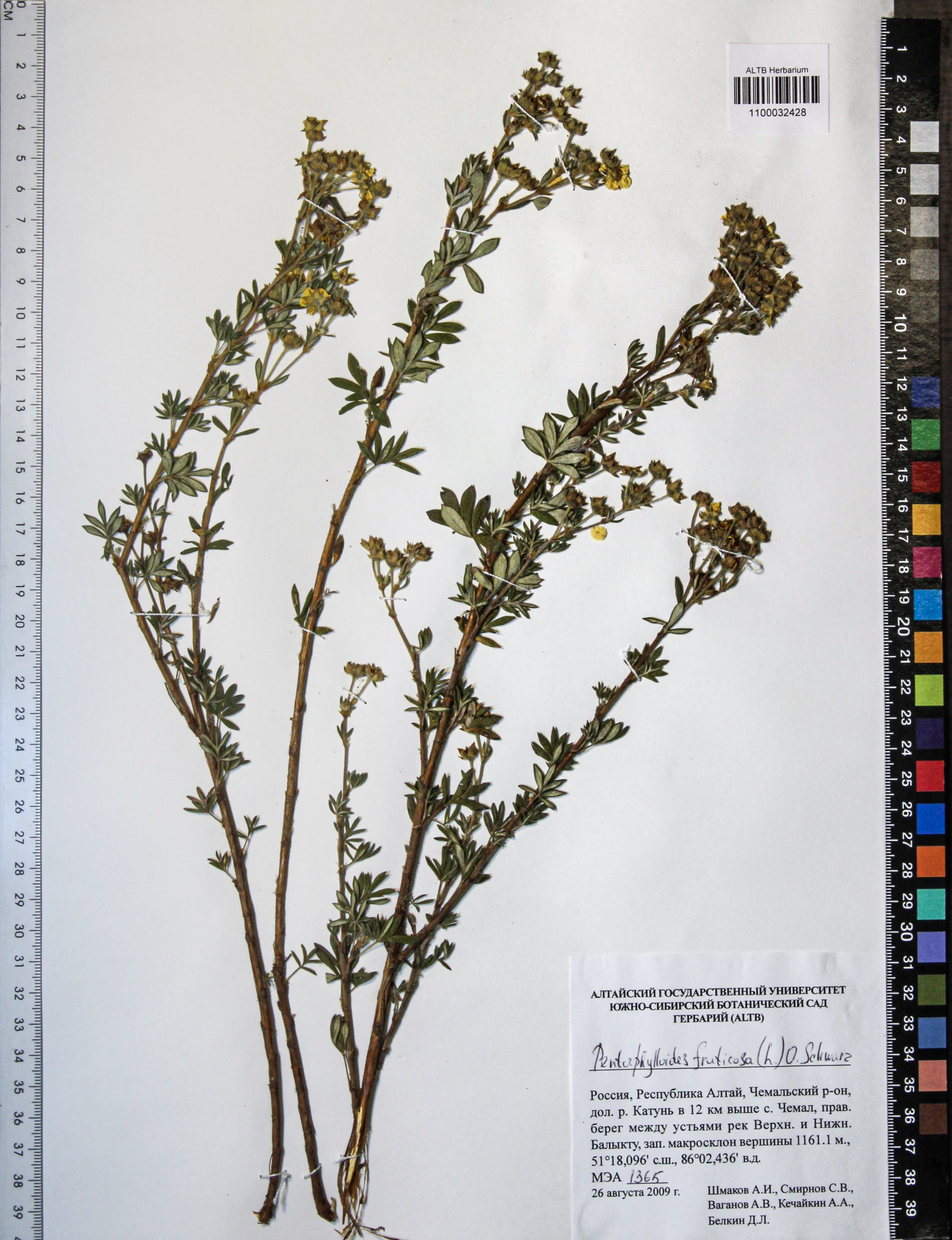 Pentaphylloides fruticosa (L.) О. Schwarz