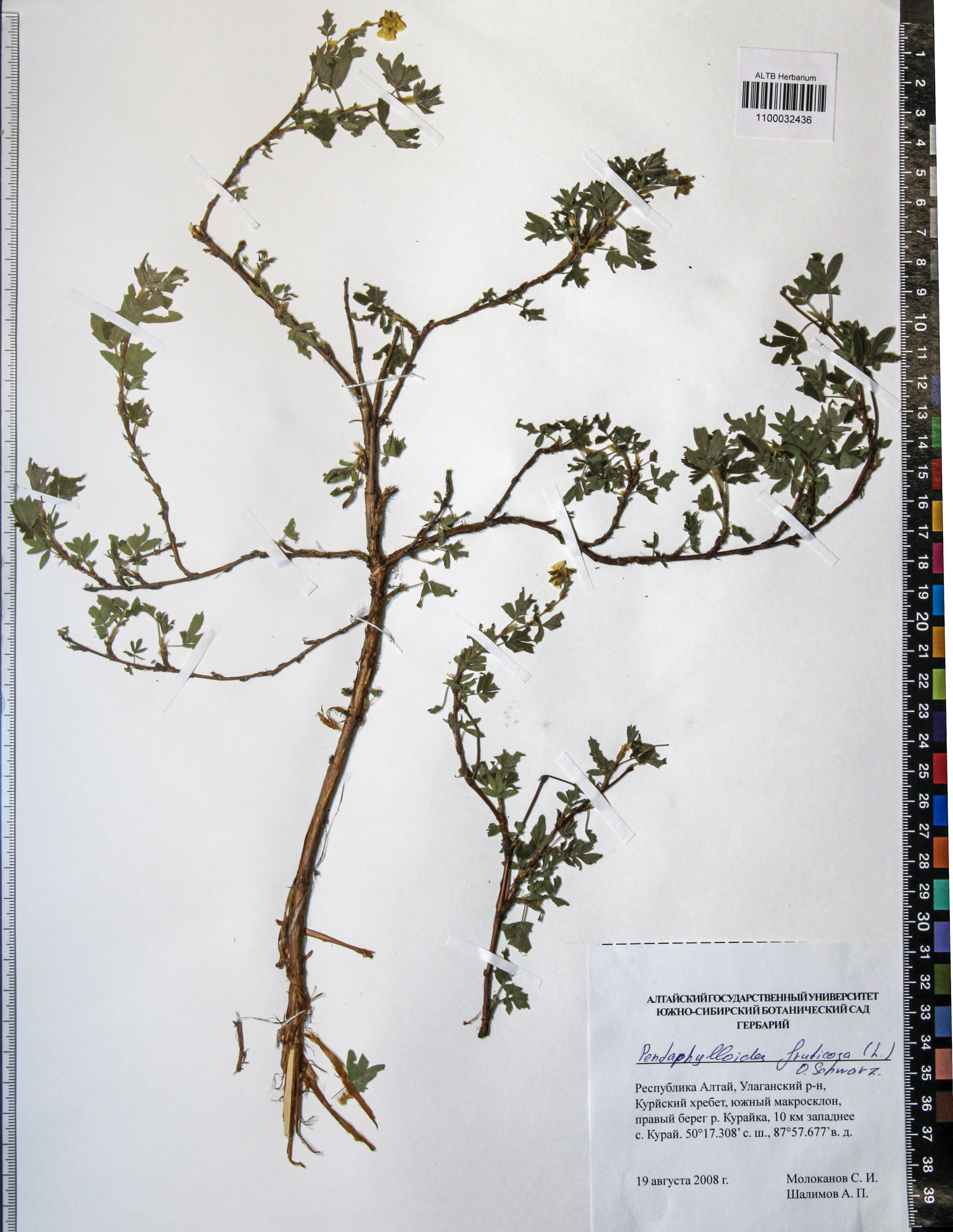 Pentaphylloides fruticosa (L.) О. Schwarz