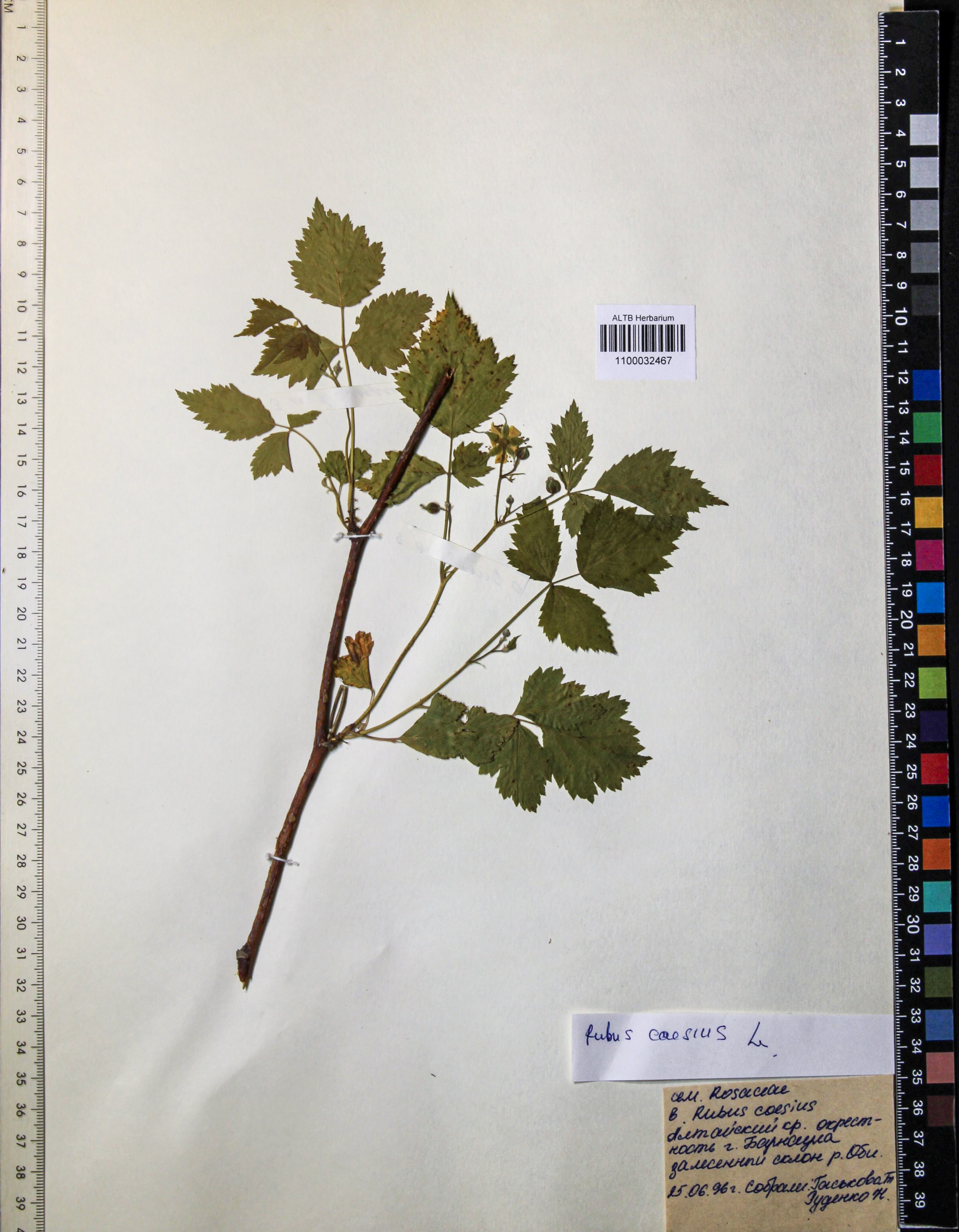 Rubus caesius L.