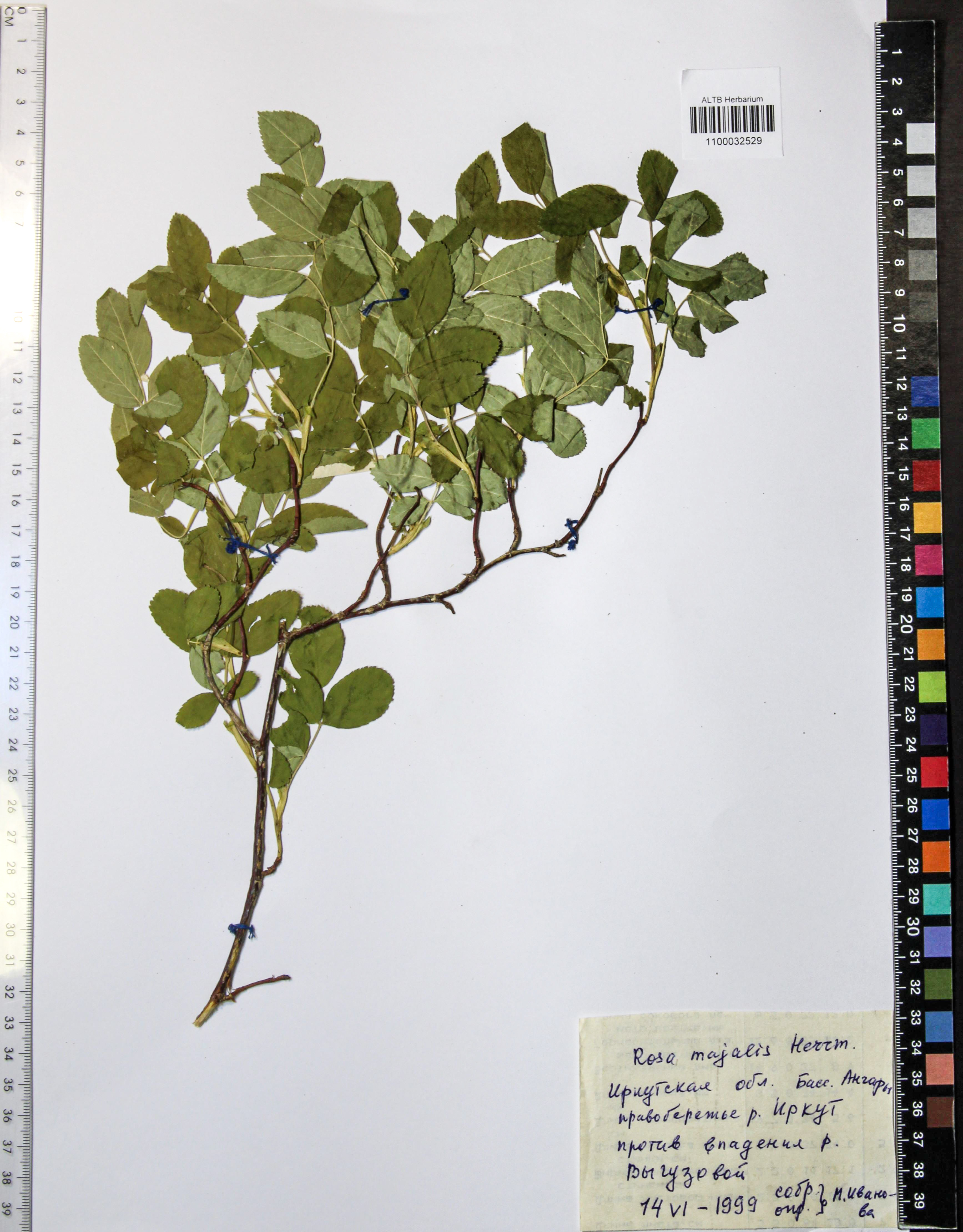 Rosa majalis Herrm.