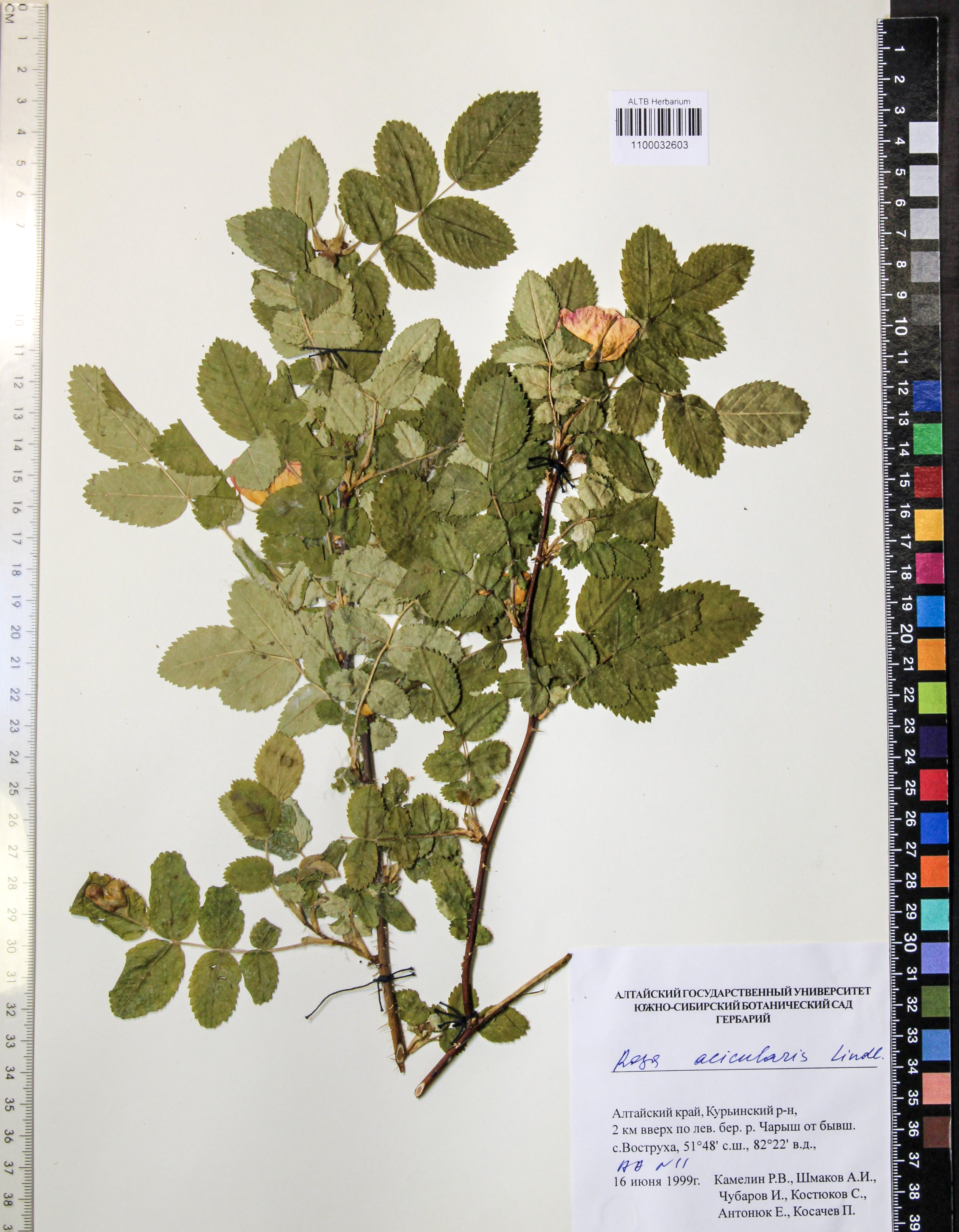 Rosa acicularis Lindl.